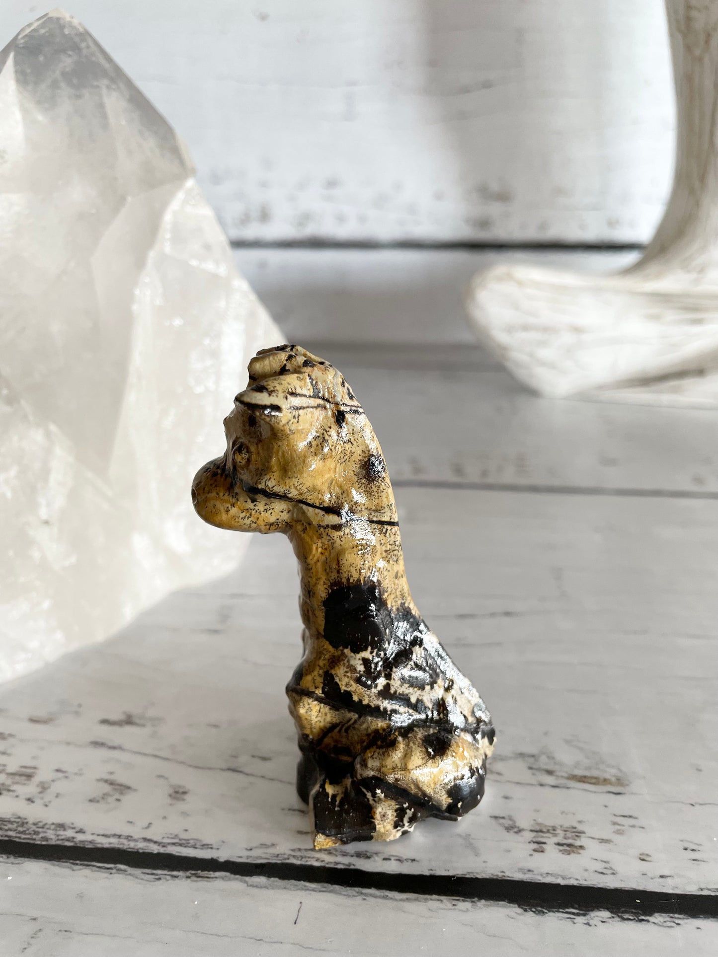 Picture Jasper Giraffe ~ 14