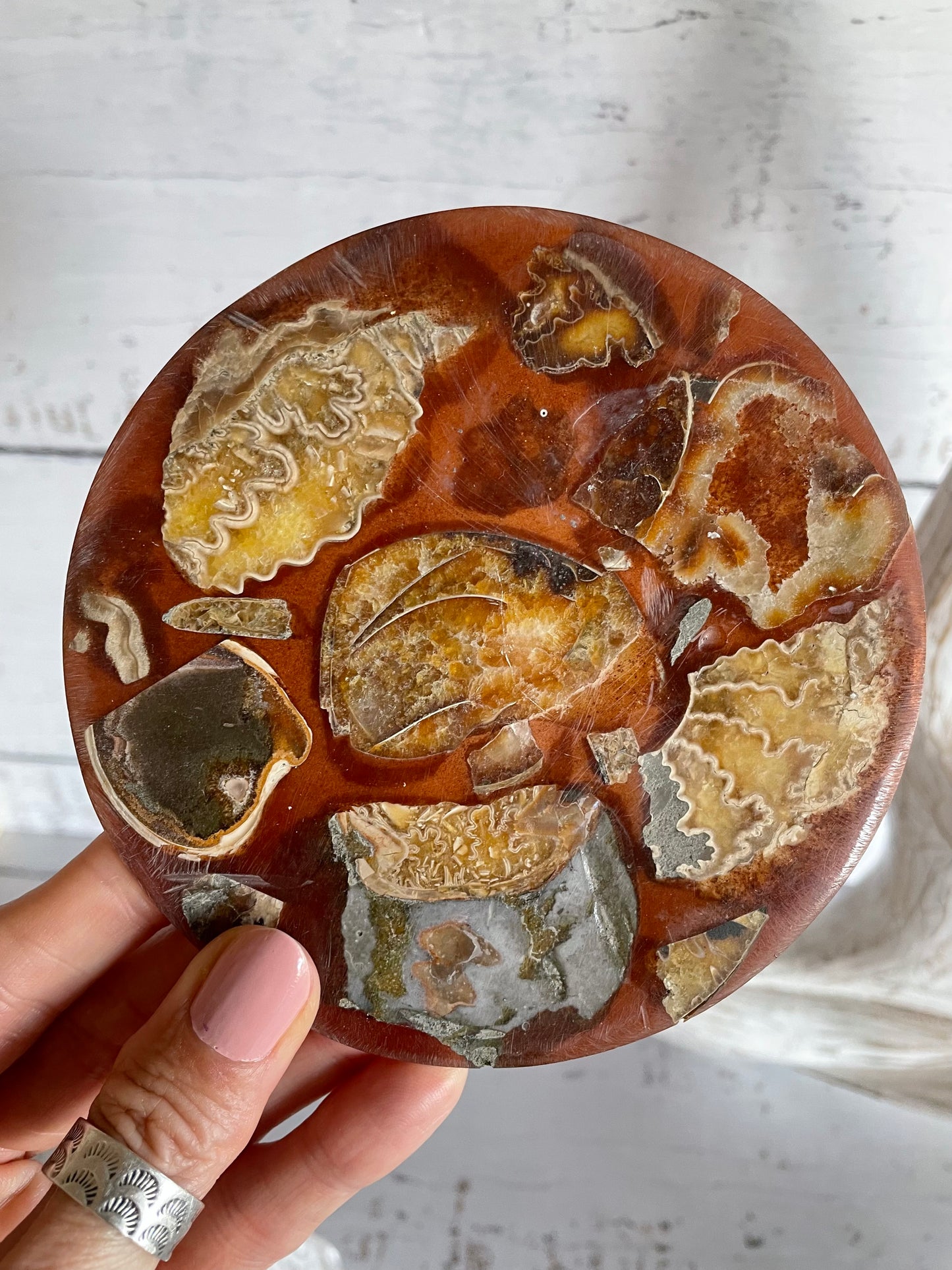 Ammonite Plate ~ 6