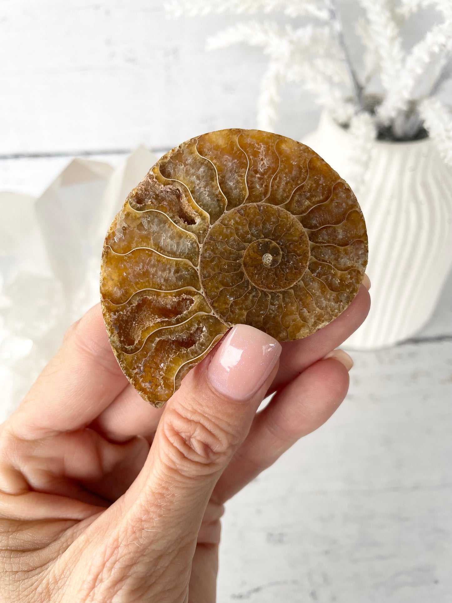 Ammonite Fossil