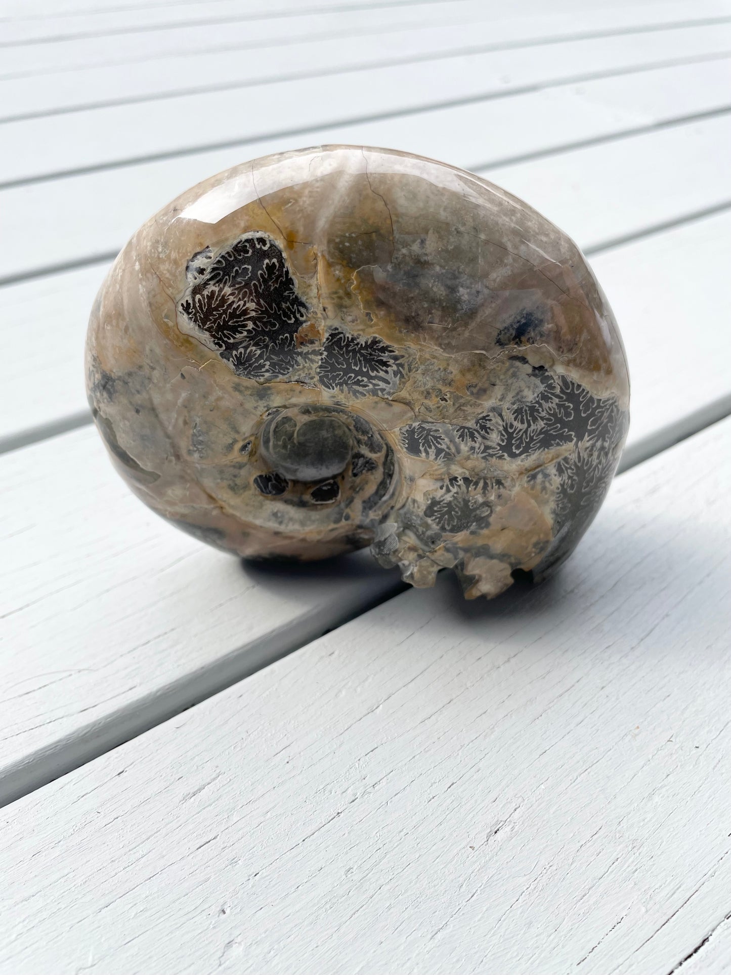 Ammonite Fossil