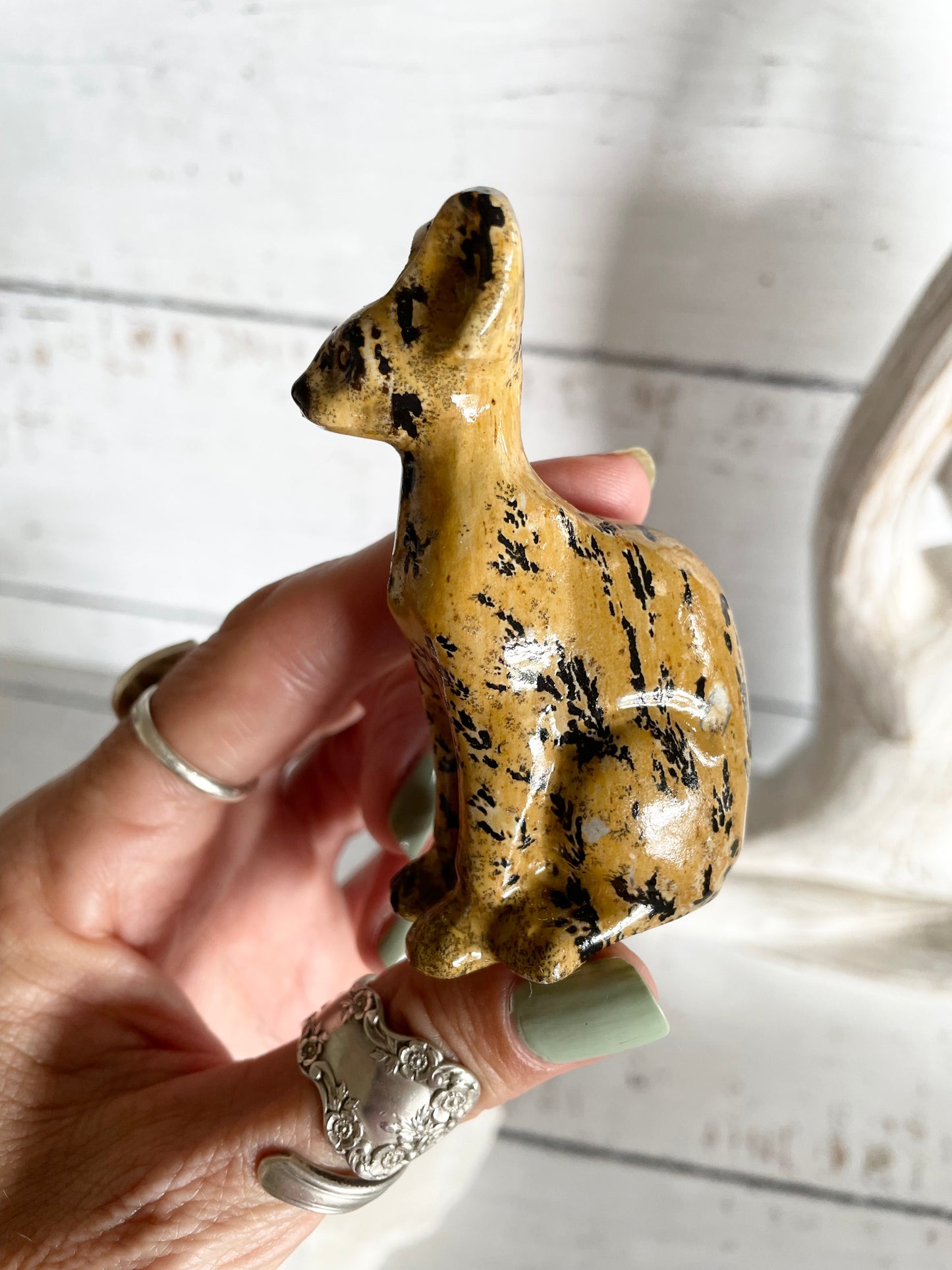 Picture Jasper Spinx Cat ~ 2