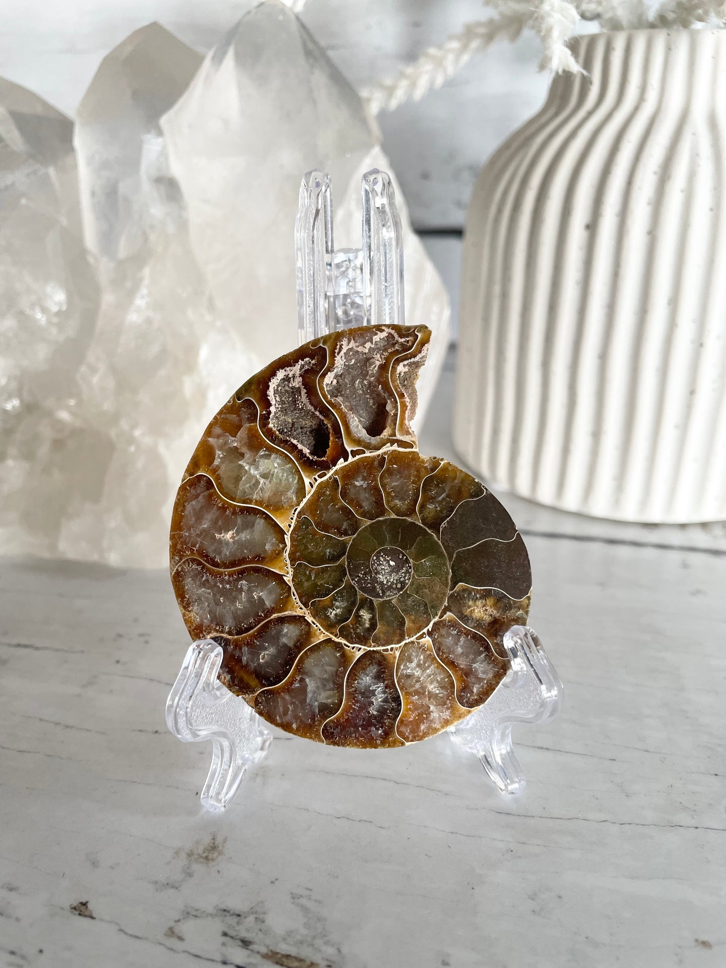 Ammonite Fossil
