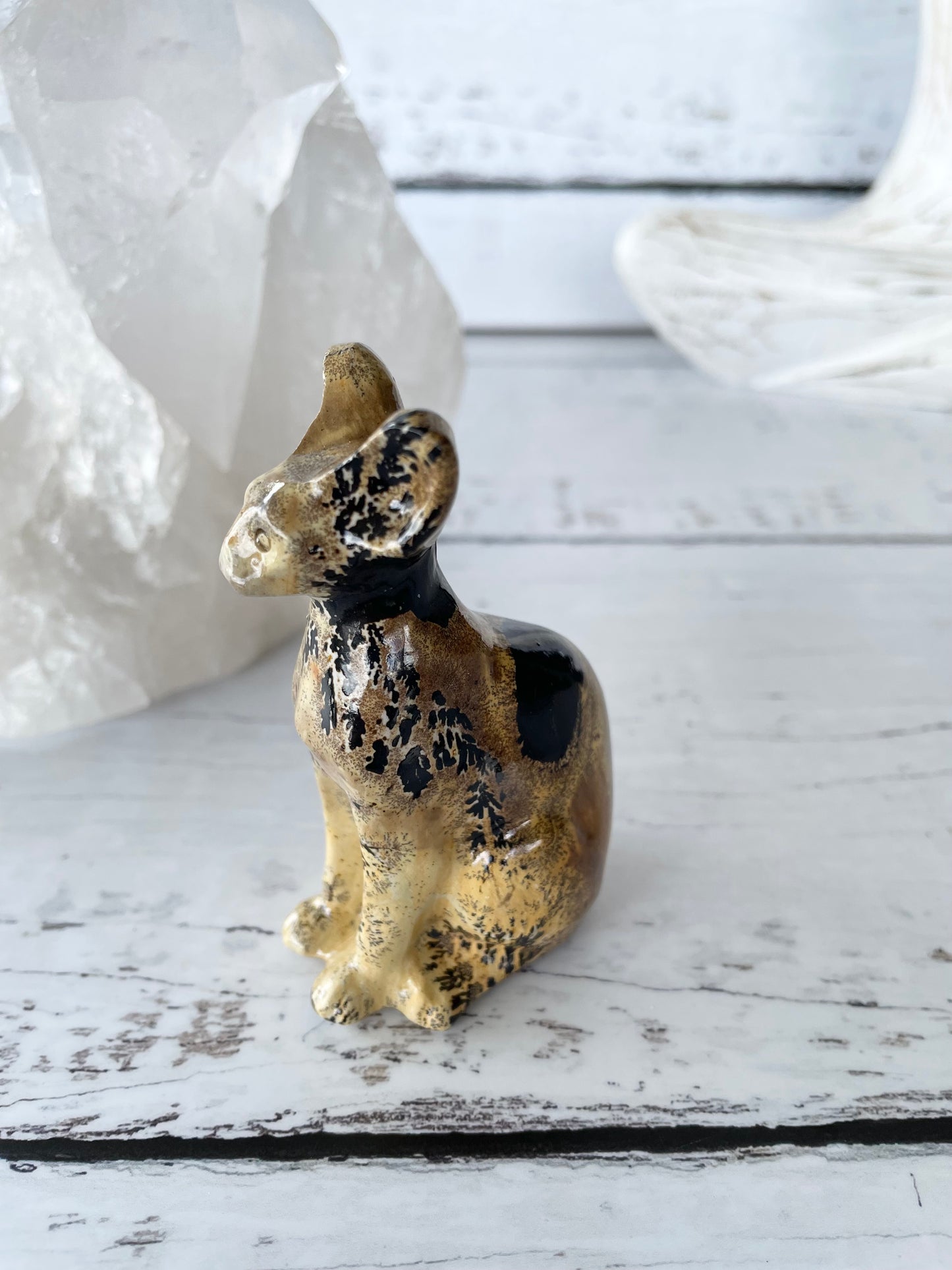 Picture Jasper Spinx Cat ~ 8