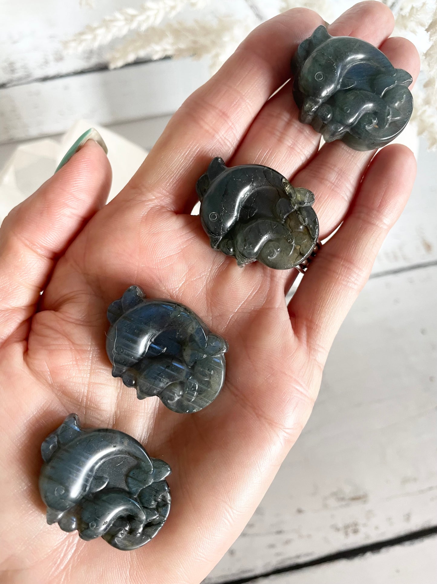 Intuitively Chosen ~ Dolphin