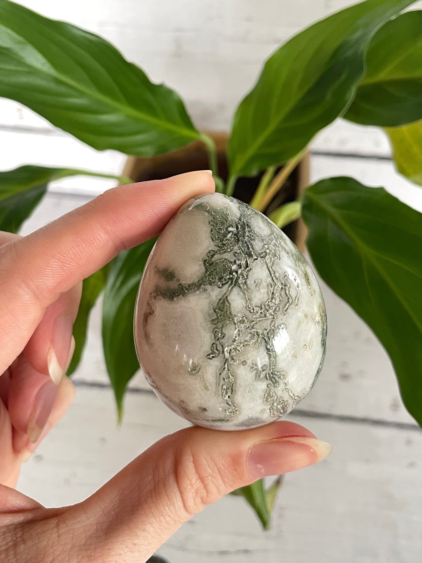 Tree Agate Egg with holder