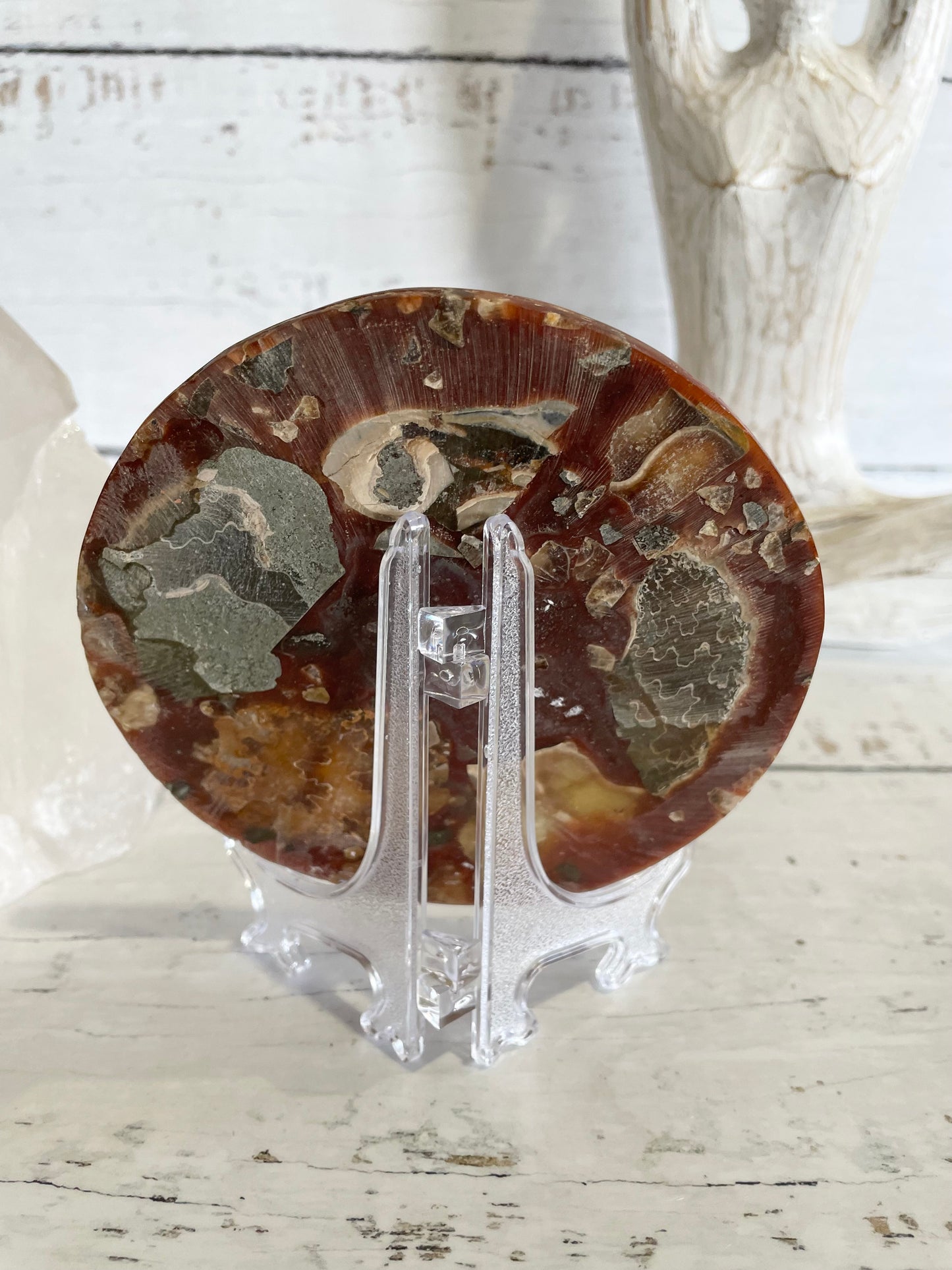 Ammonite Plate ~ 16