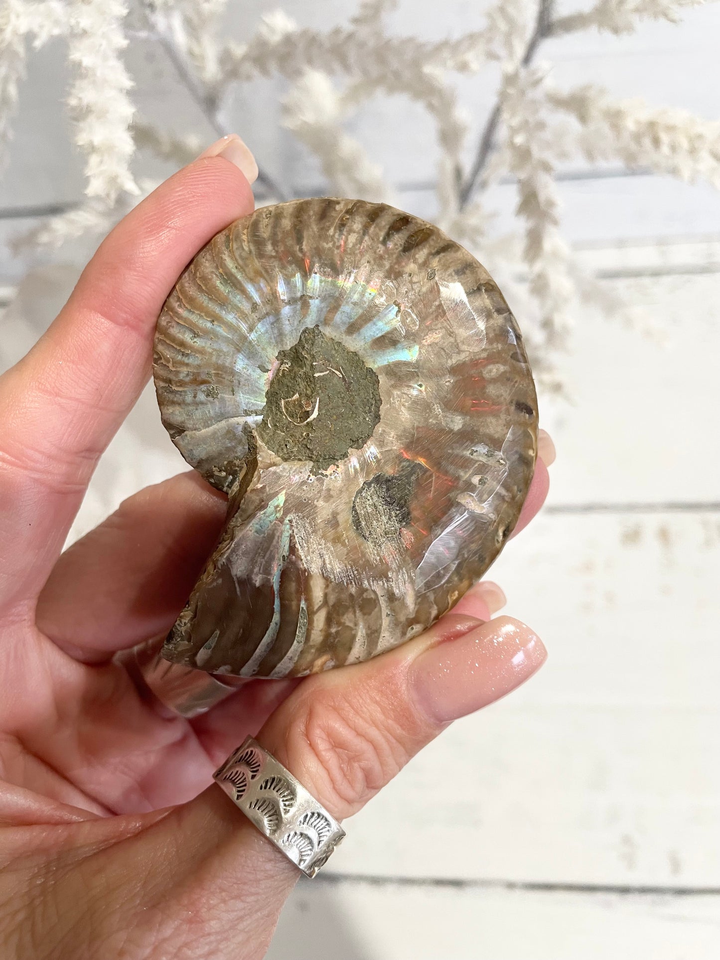 Ammonite Fossil