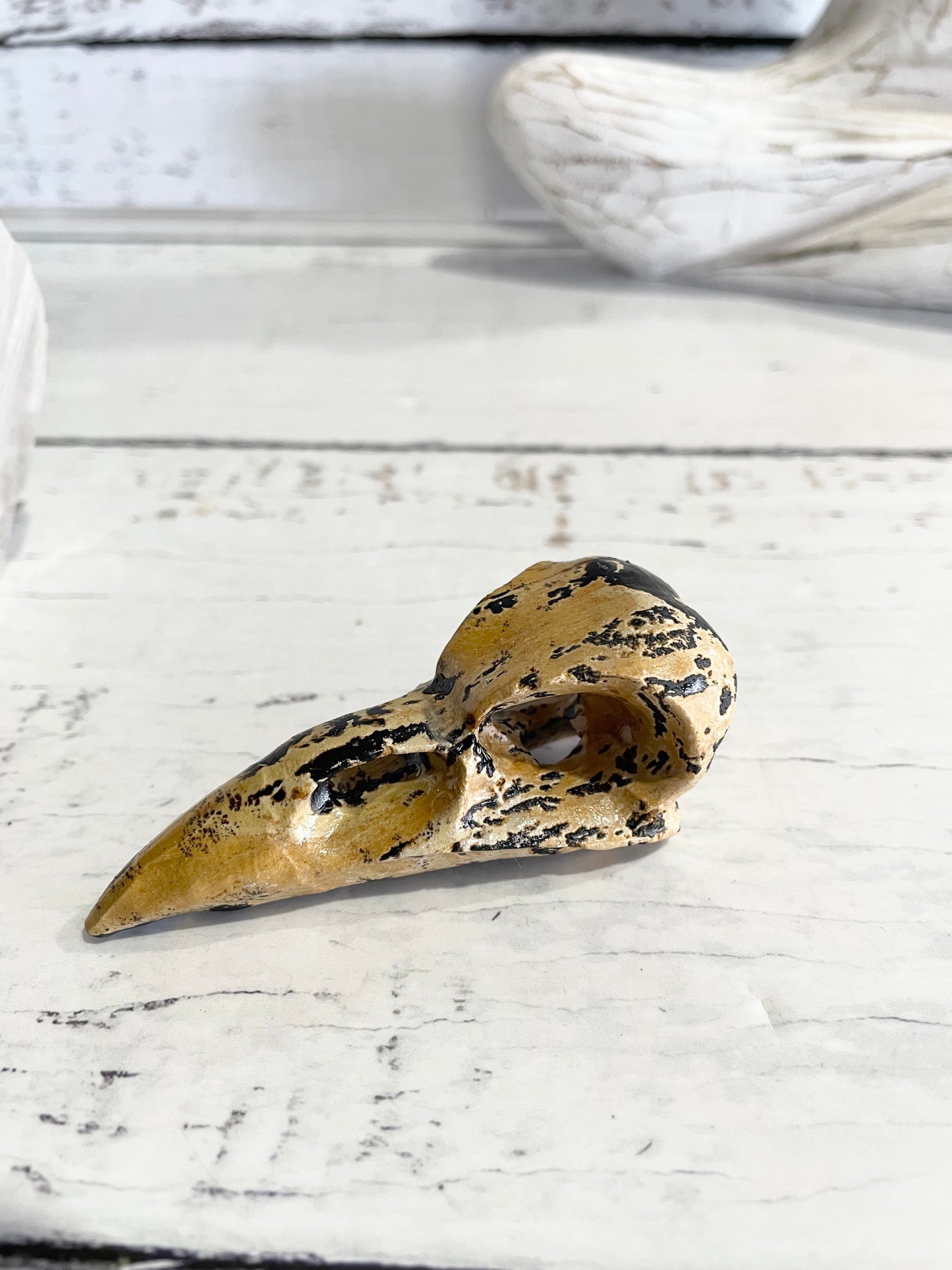 Picture Jasper Raven Skull ~ 10