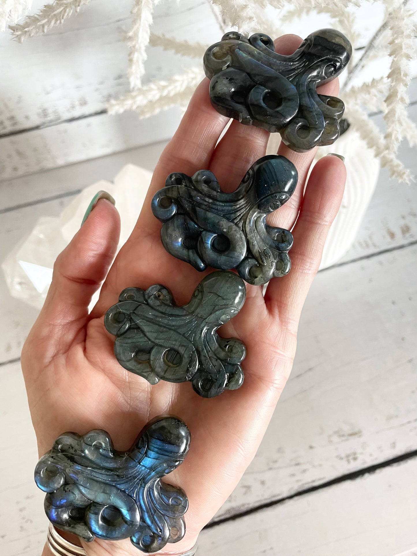 Intuitively Chosen ~ Octopus