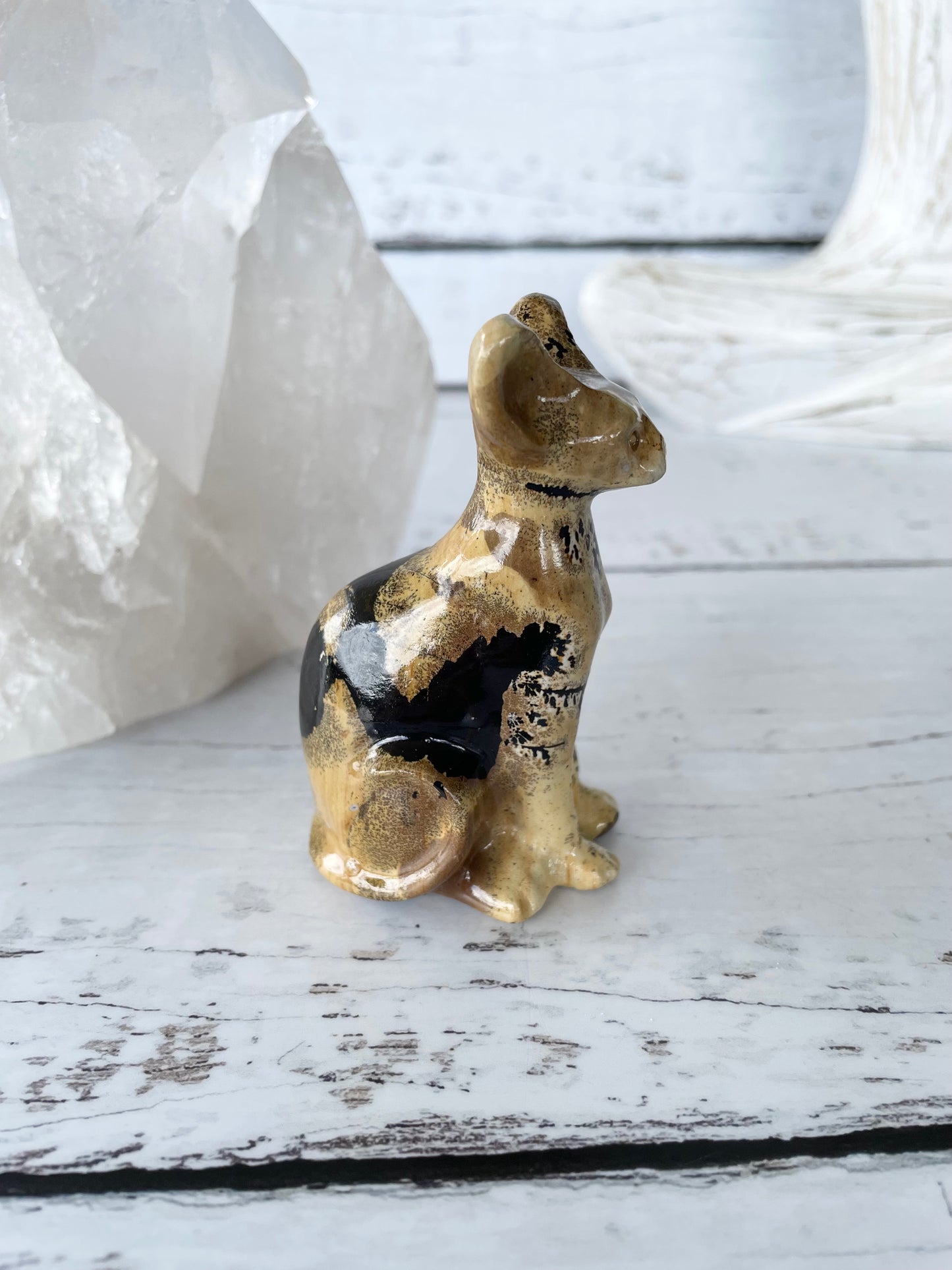Picture Jasper Spinx Cat ~ 8