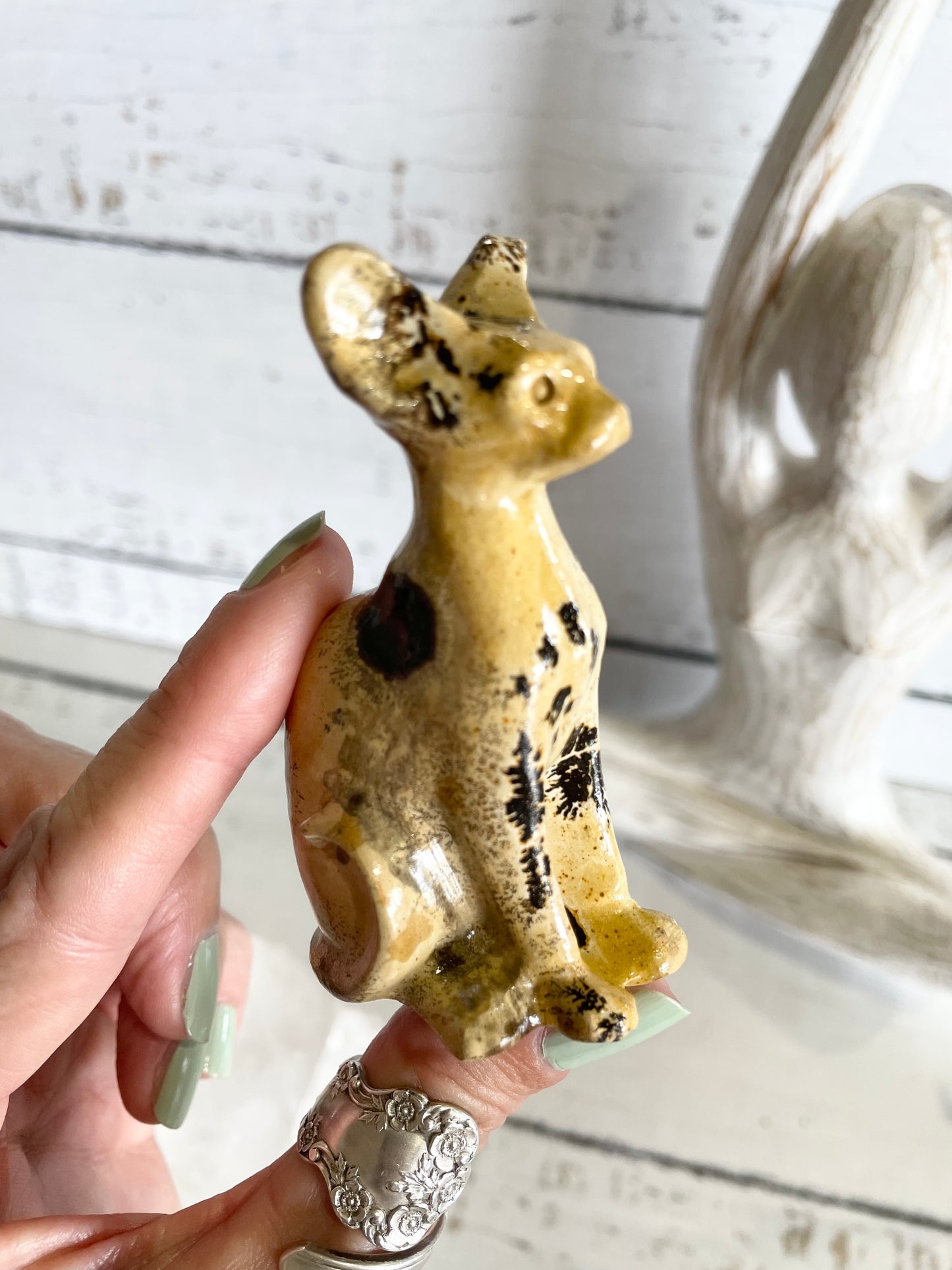 Picture Jasper Spinx Cat ~ 9