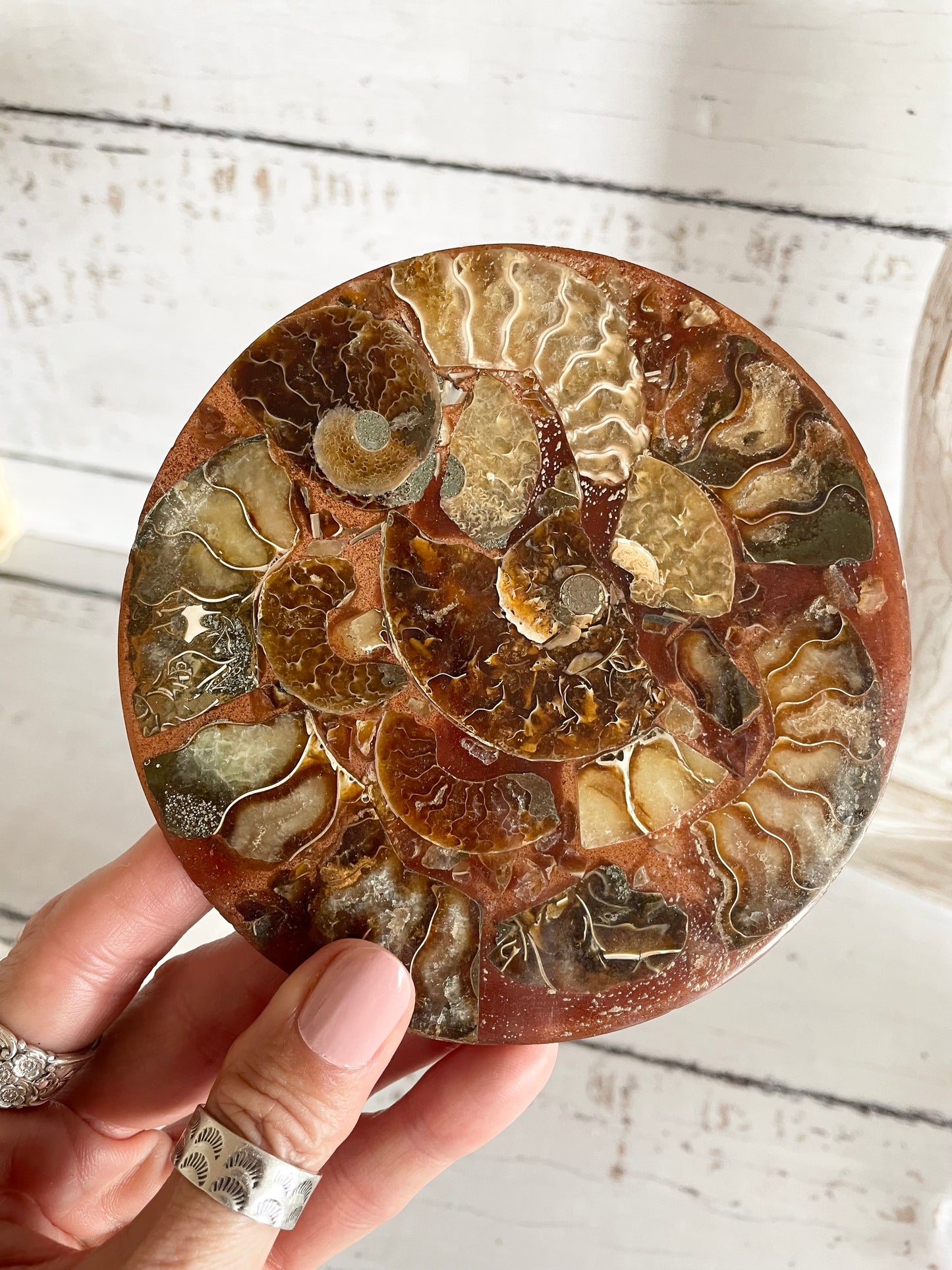 Ammonite Plate ~ 1