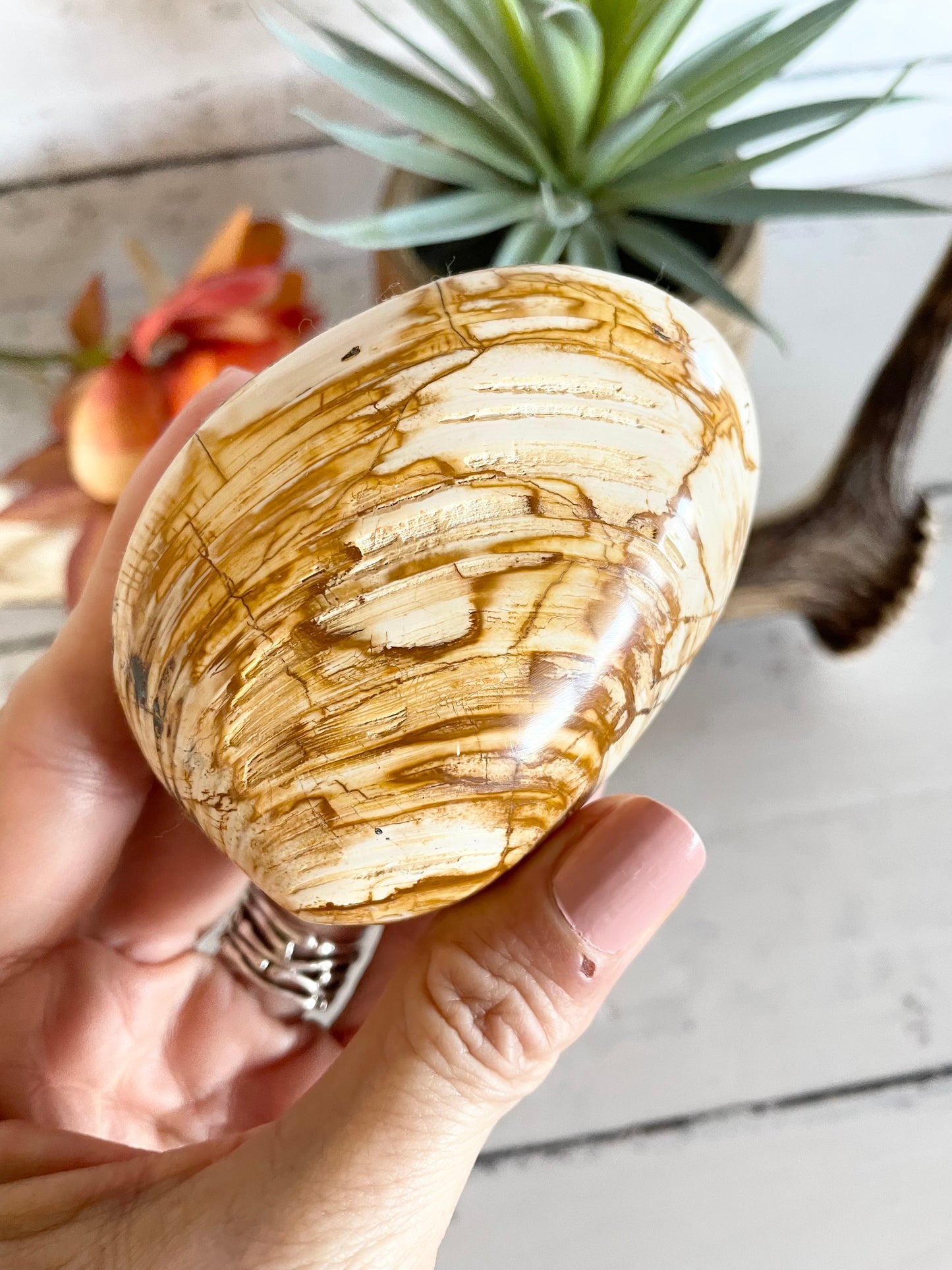 Bivalve / Shell fossil