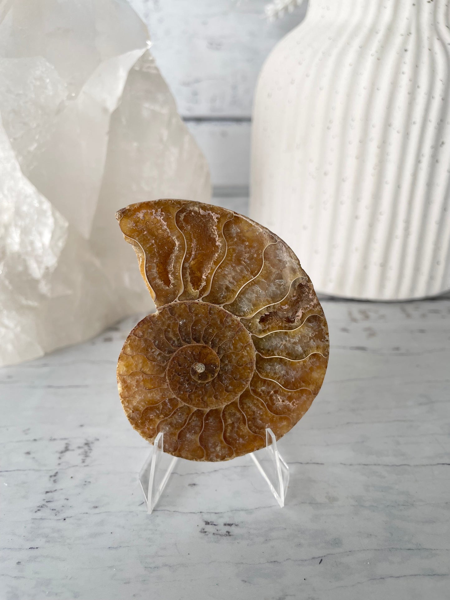 Ammonite Fossil