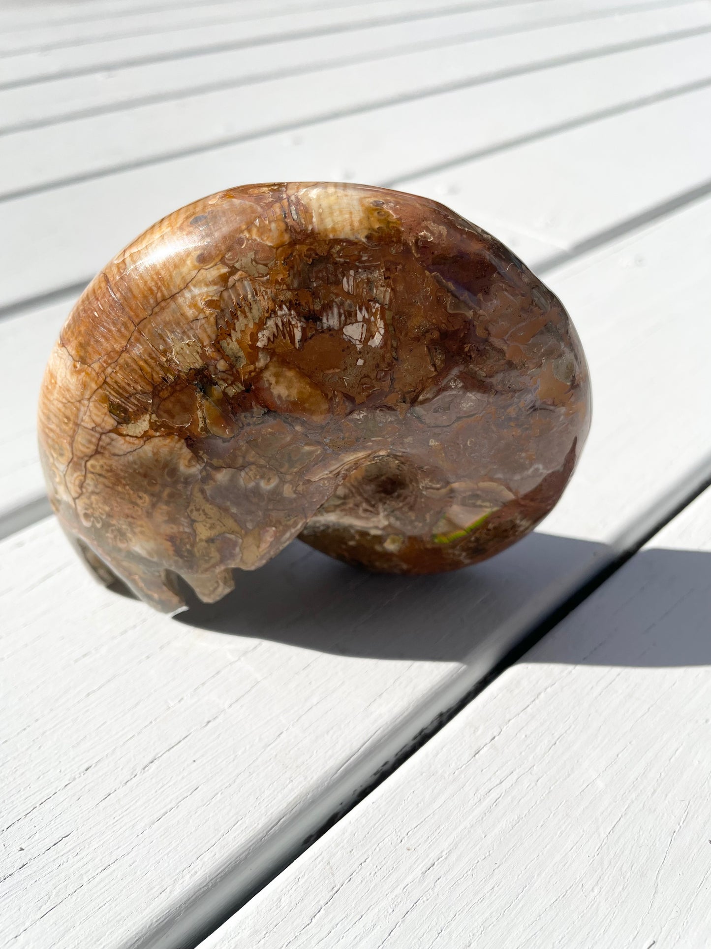 Ammonite Fossil