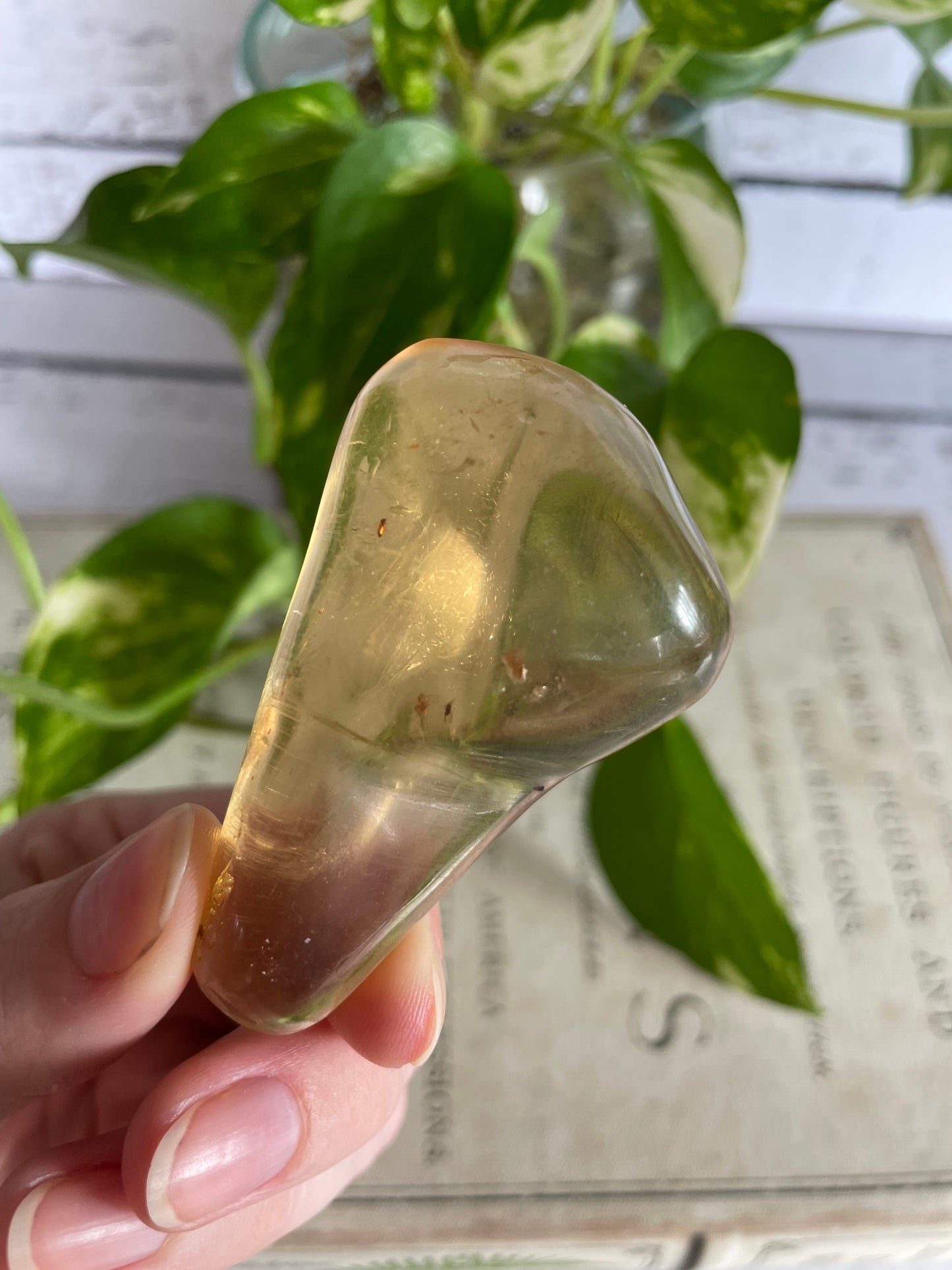 Copal Fossil ~ (young amber) Columbia