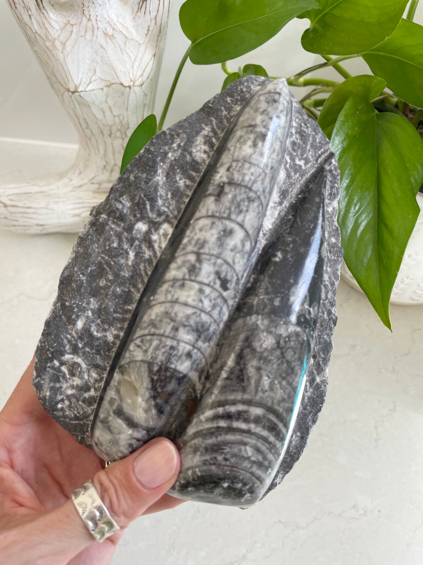 Orthoceras Fossil Plaque