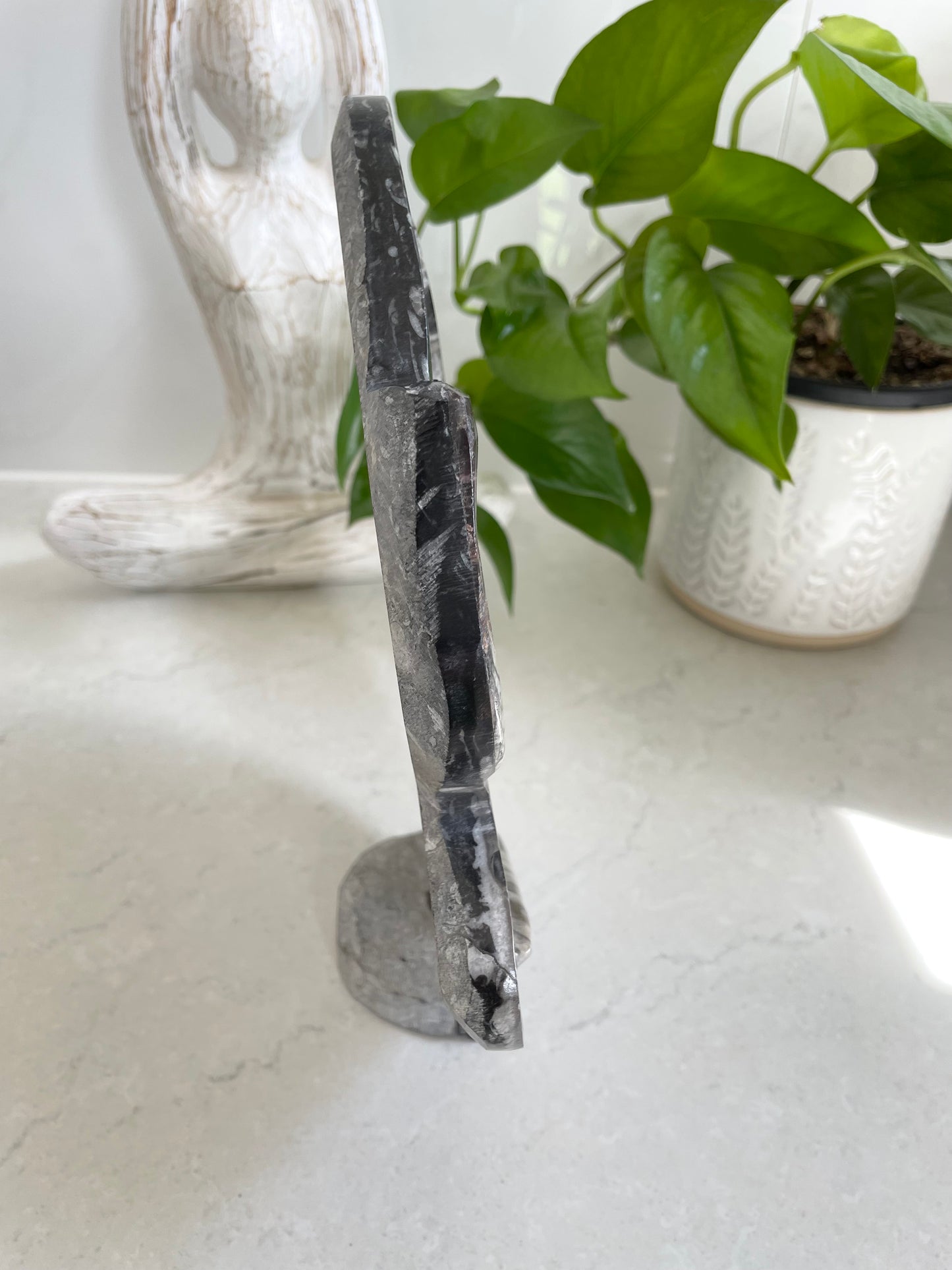Standing Orthoceras Fossil Plaque