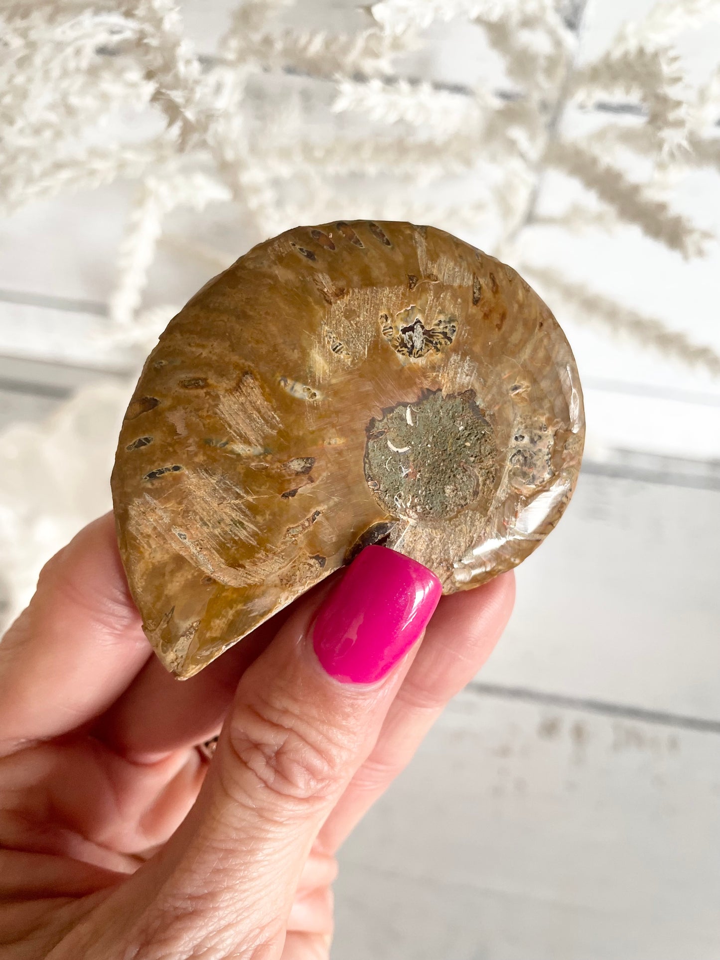 Ammonite Fossil