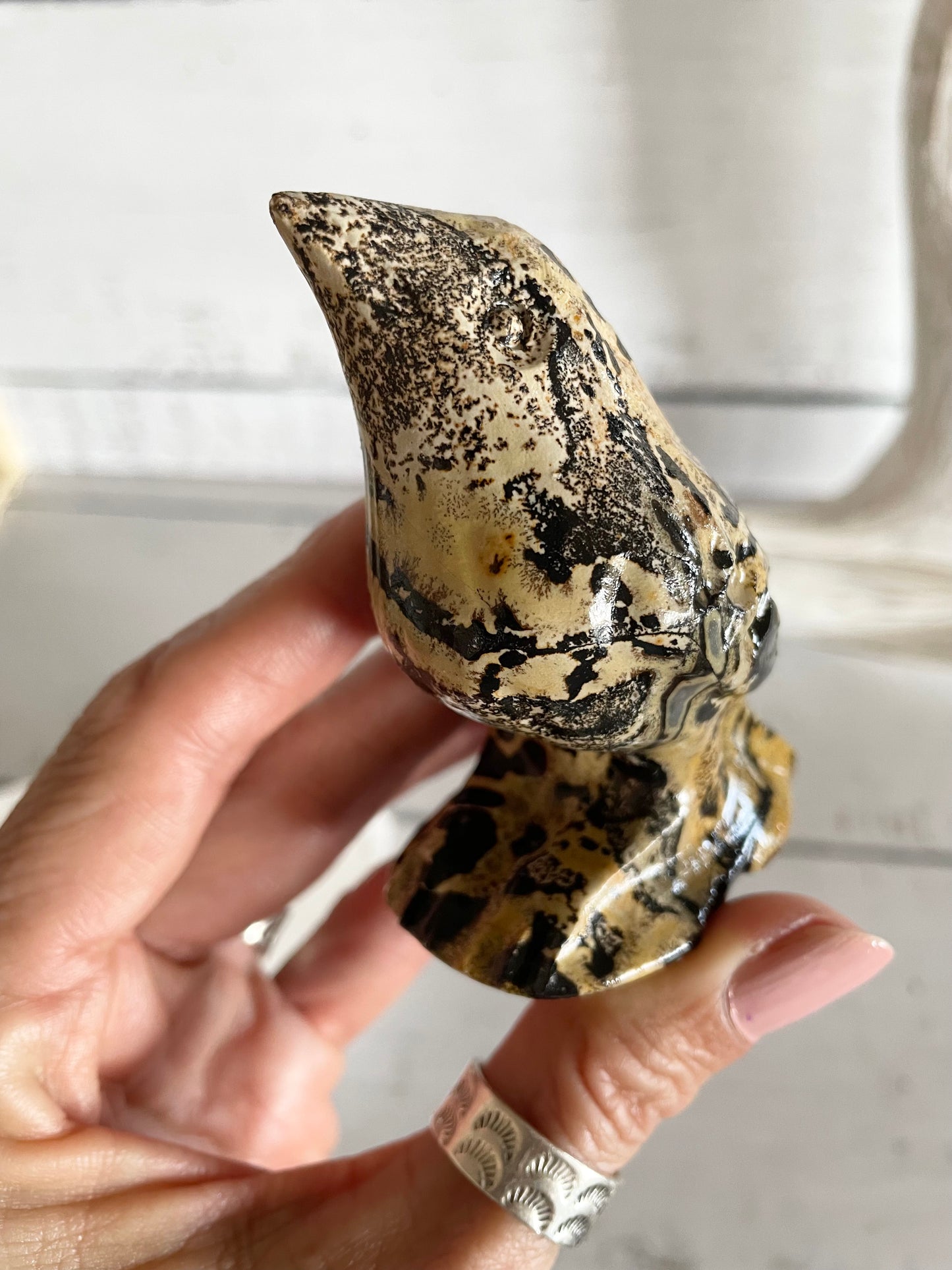 Picture Jasper Robin ~ 4