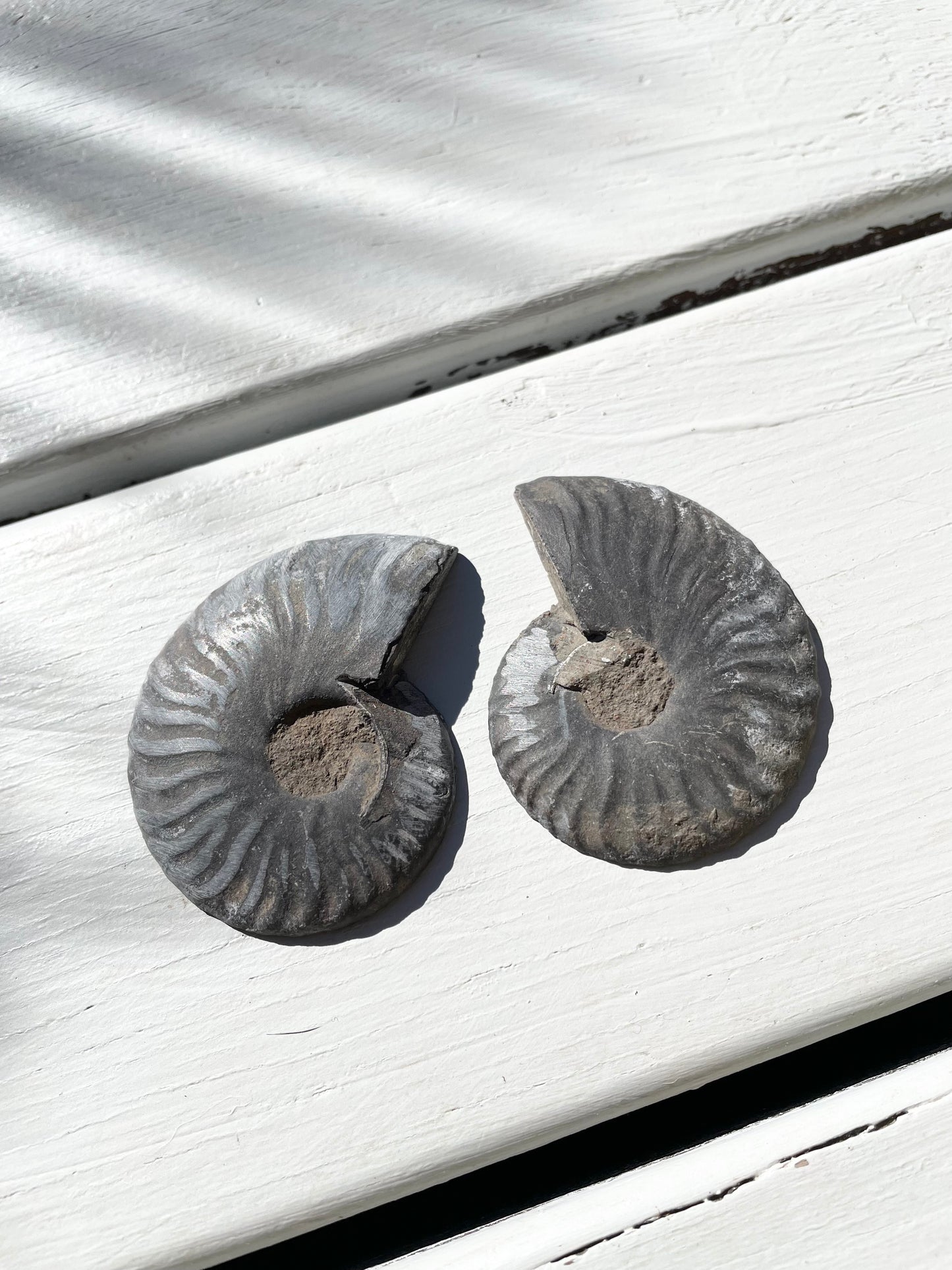 Black Ammonite Fossil Pair