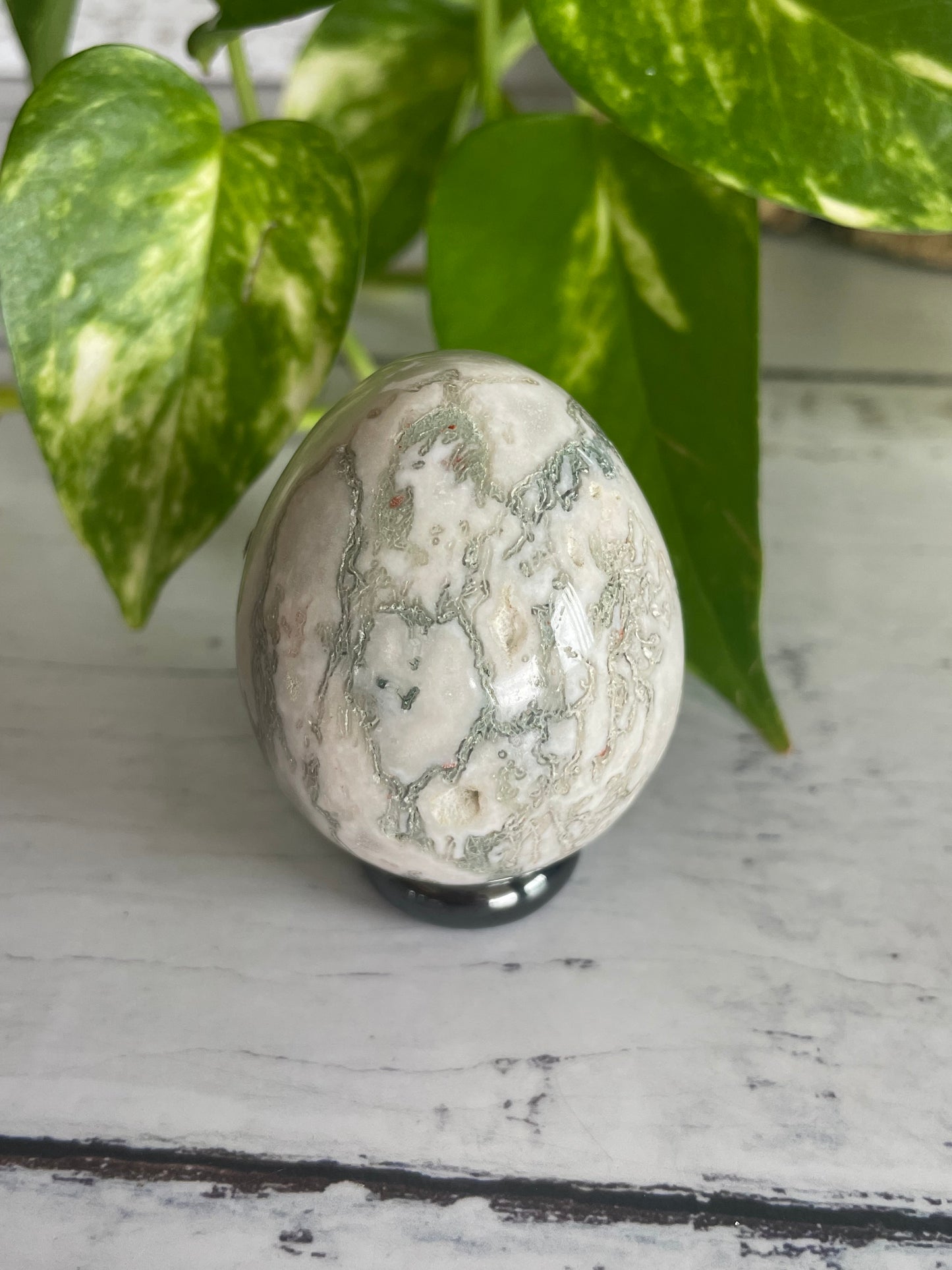 Tree Agate Egg with holder