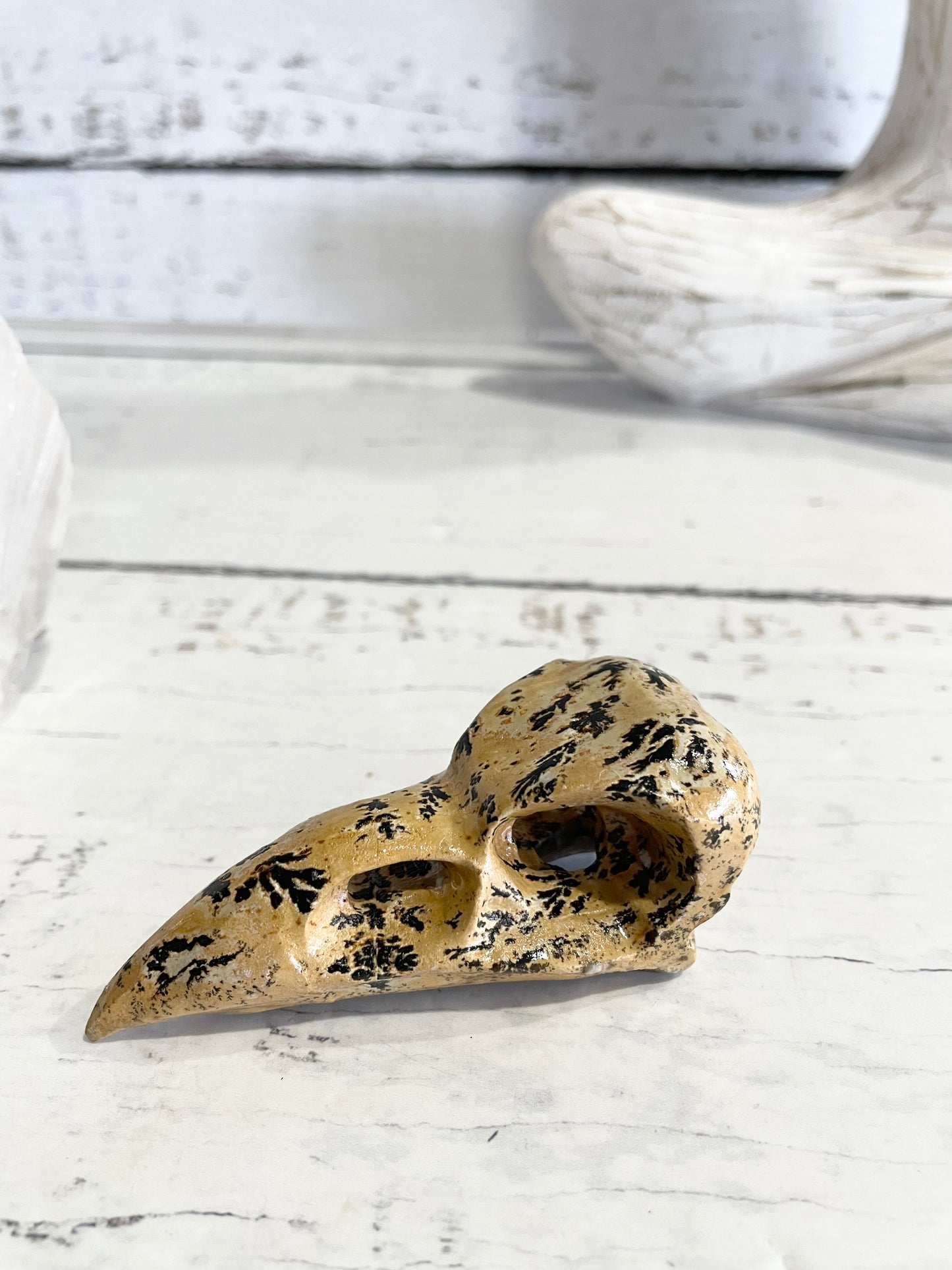 Picture Jasper Raven Skull ~ 6