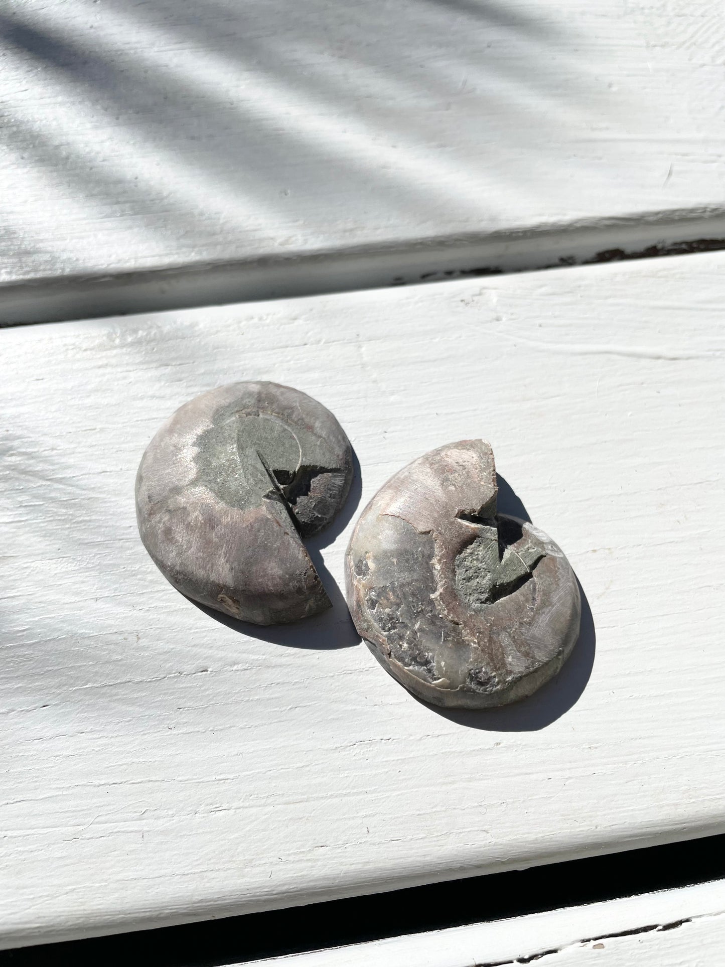 Black Ammonite Fossil Pair