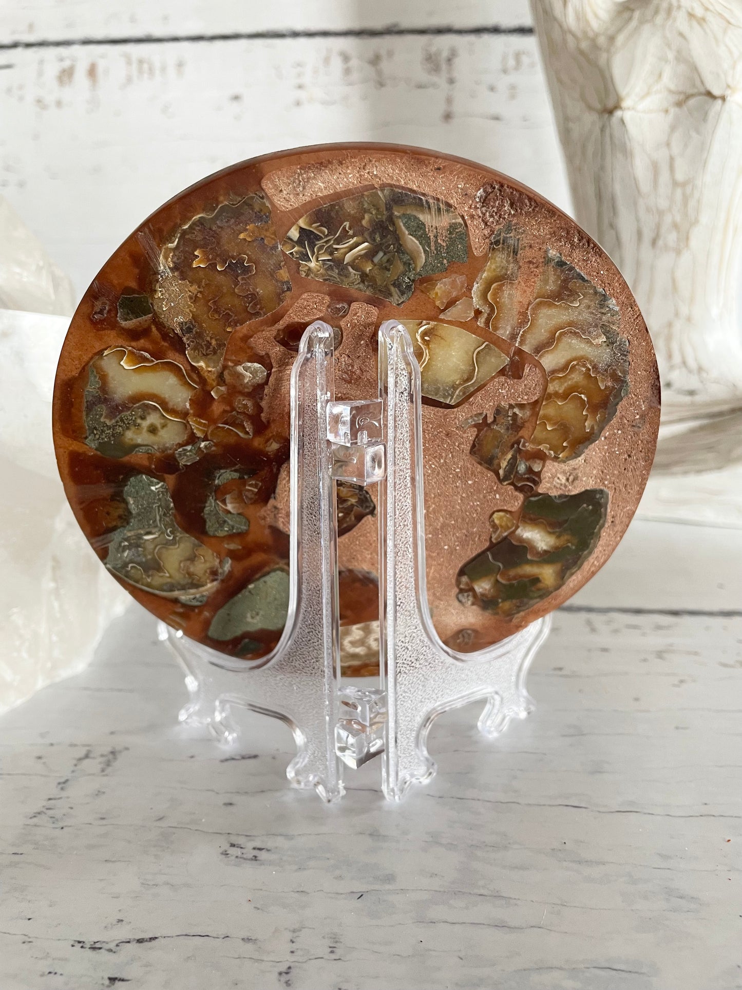 Ammonite Plate ~ 1