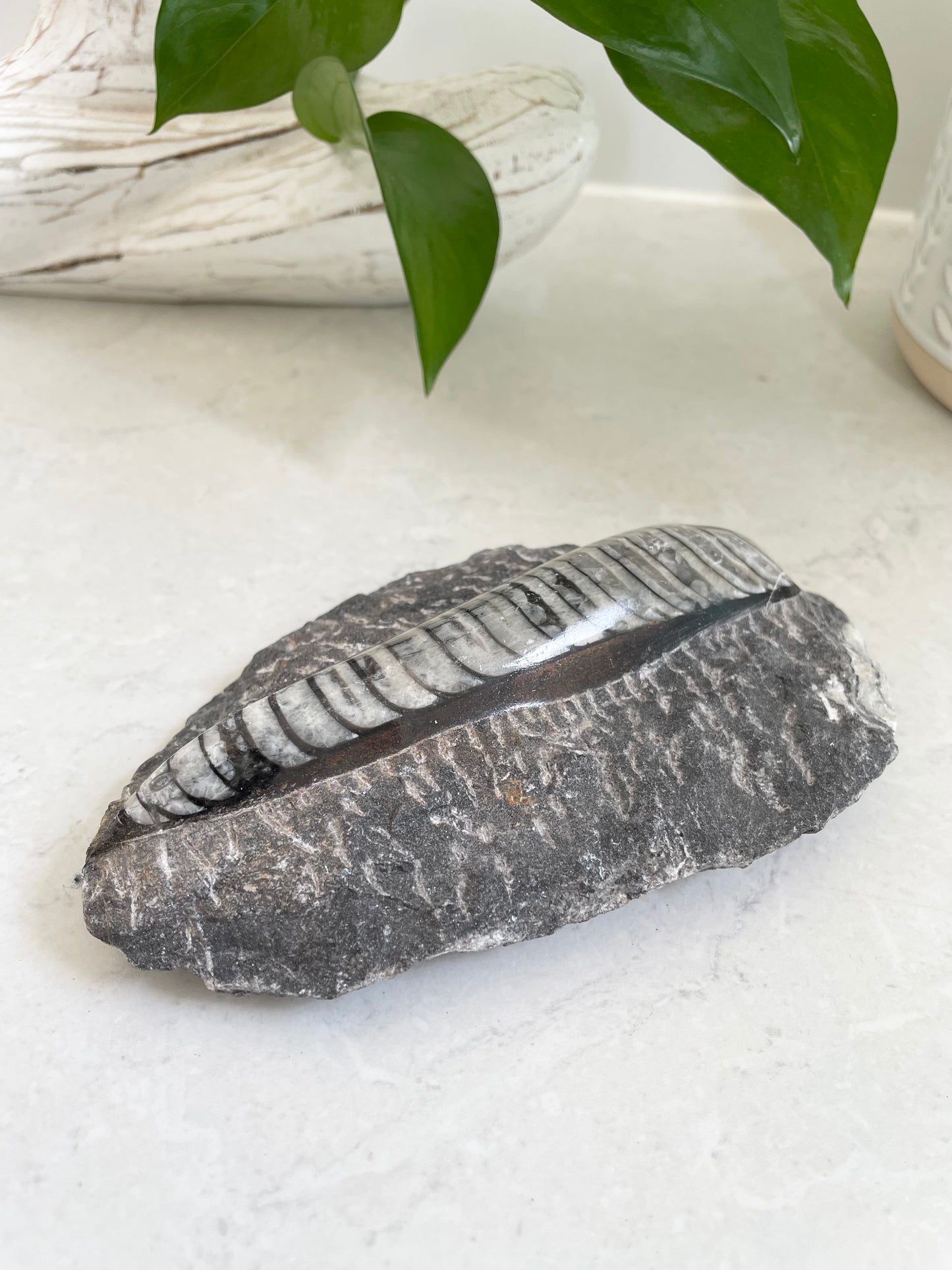 Orthoceras Fossil Plaque