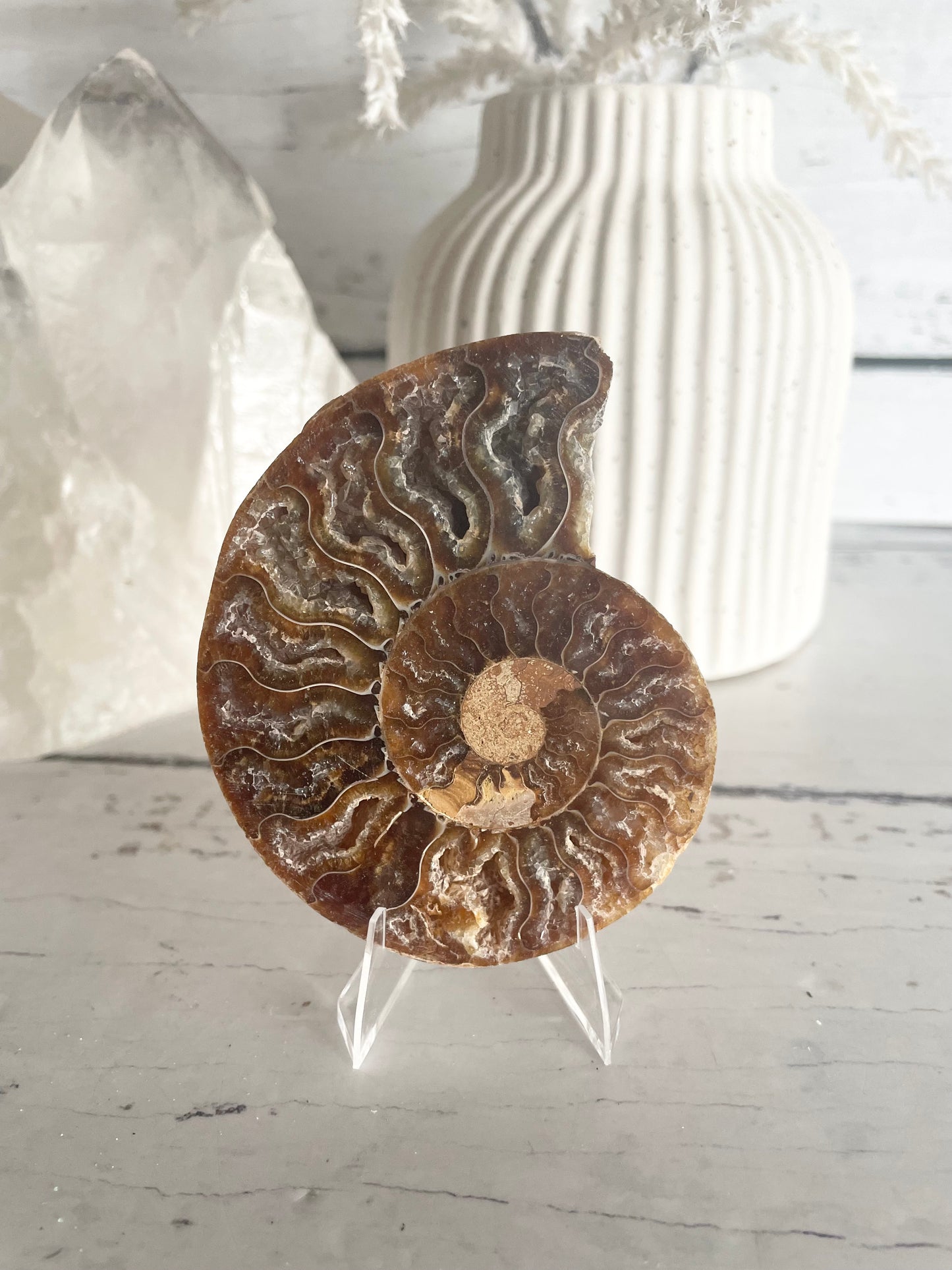 Ammonite Fossil