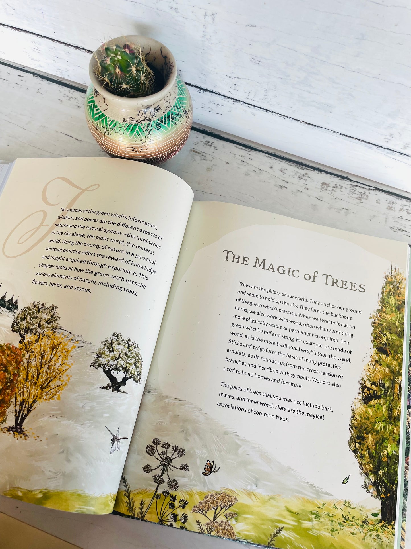 The Green Witch Illustrated