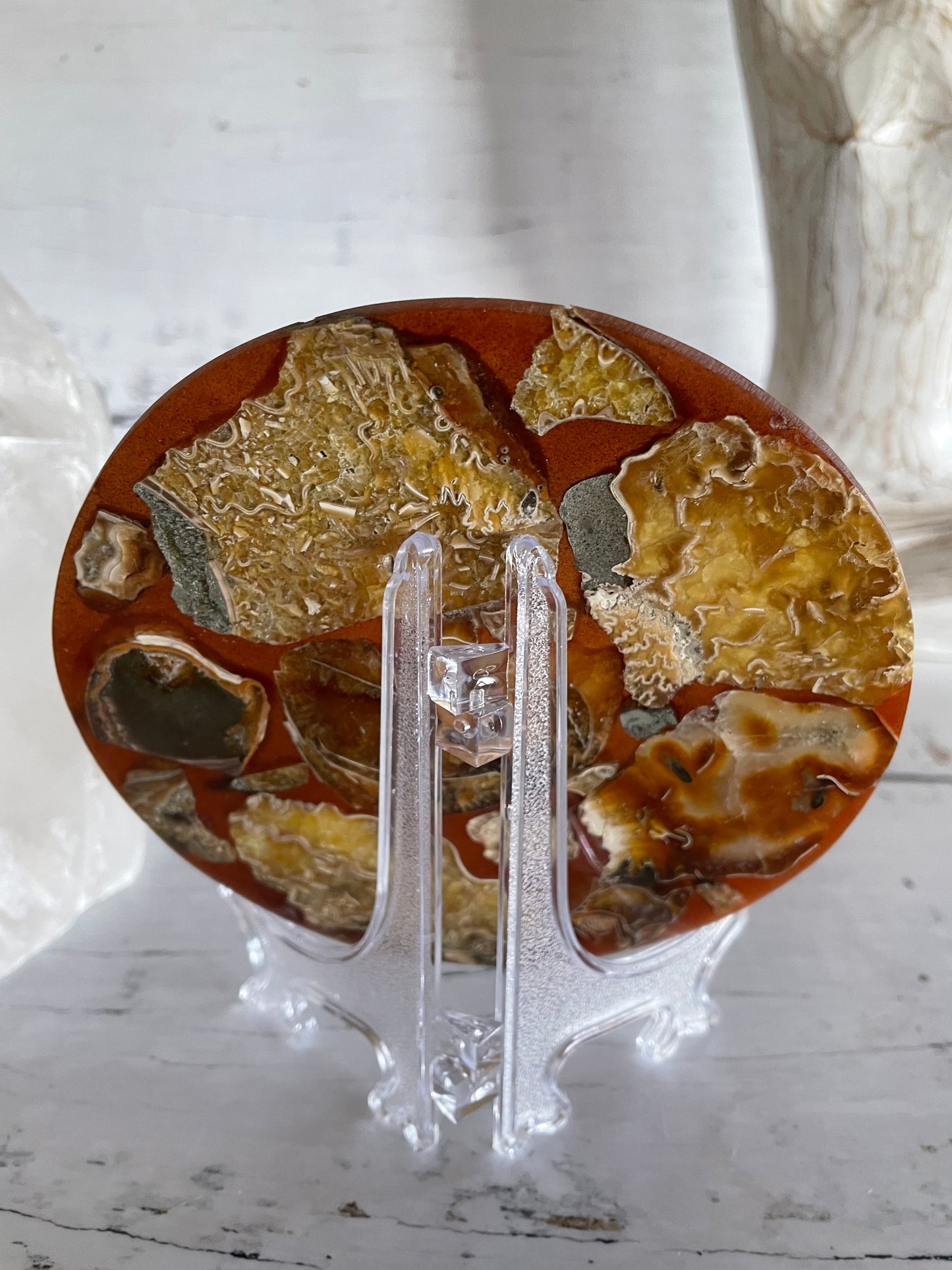 Ammonite Plate ~ 6