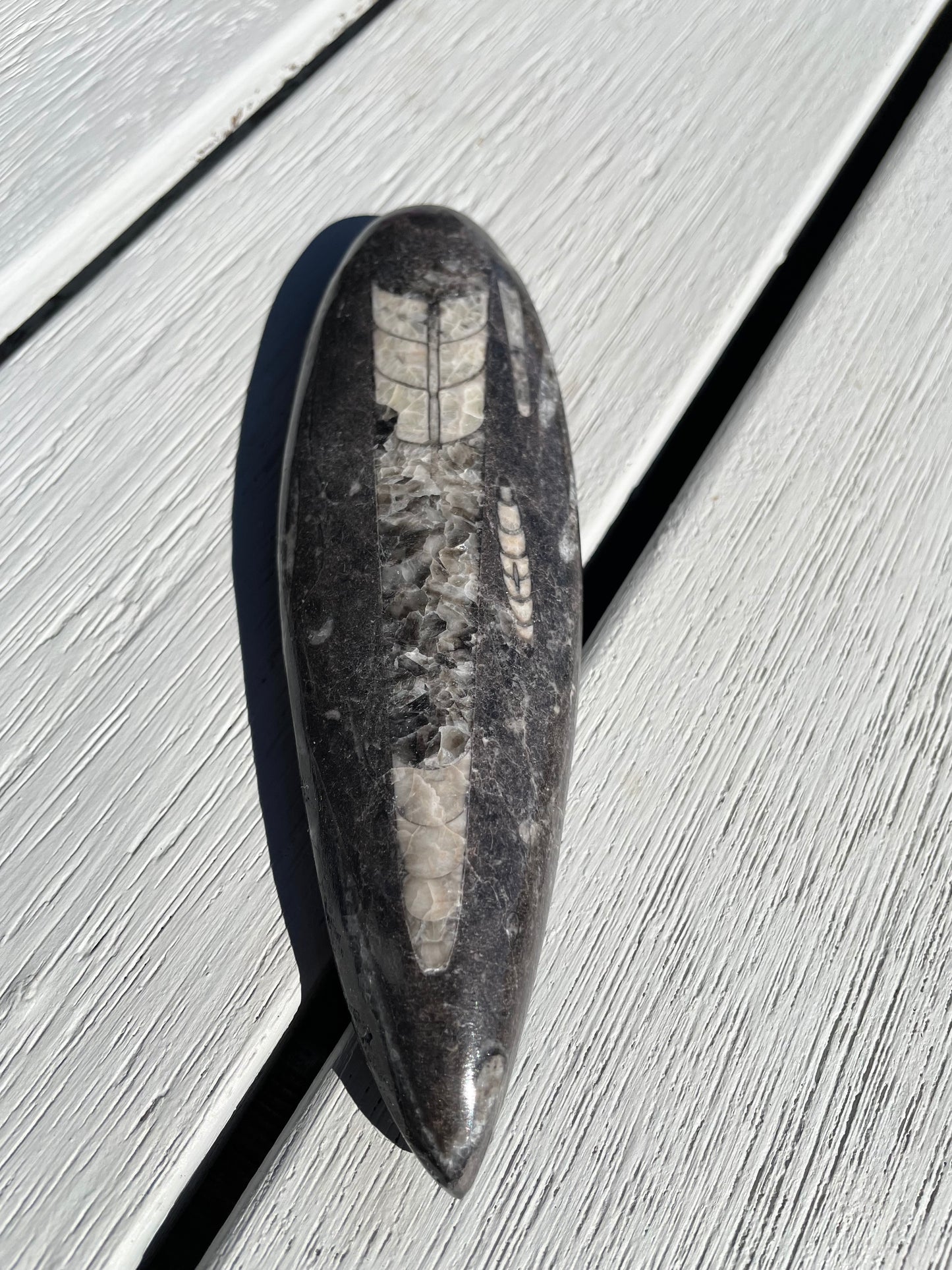 Orthoceras Fossil