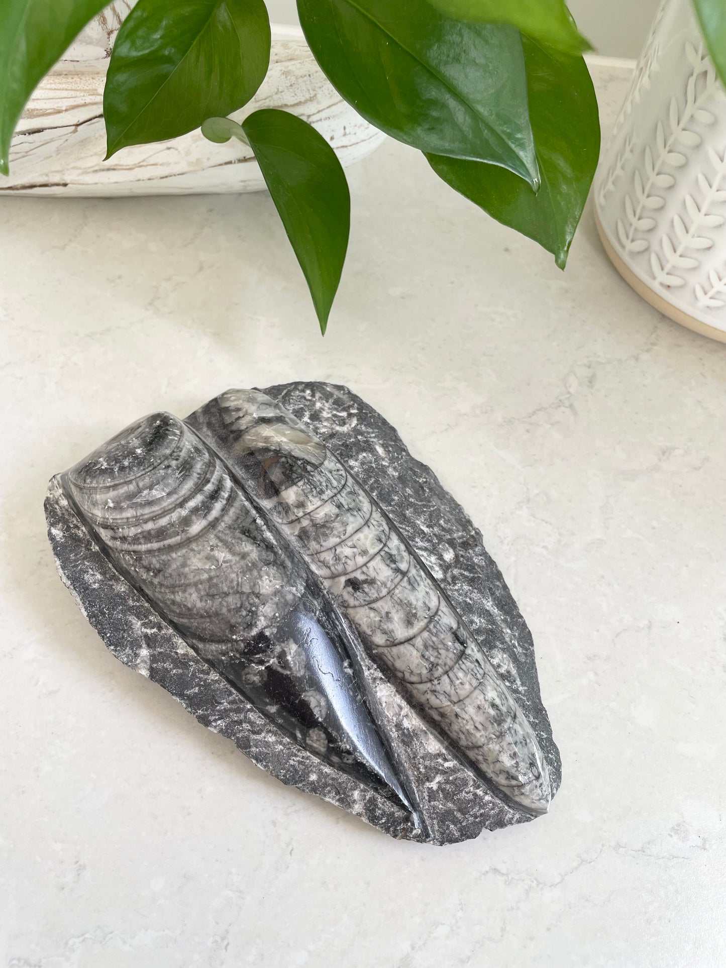 Orthoceras Fossil Plaque