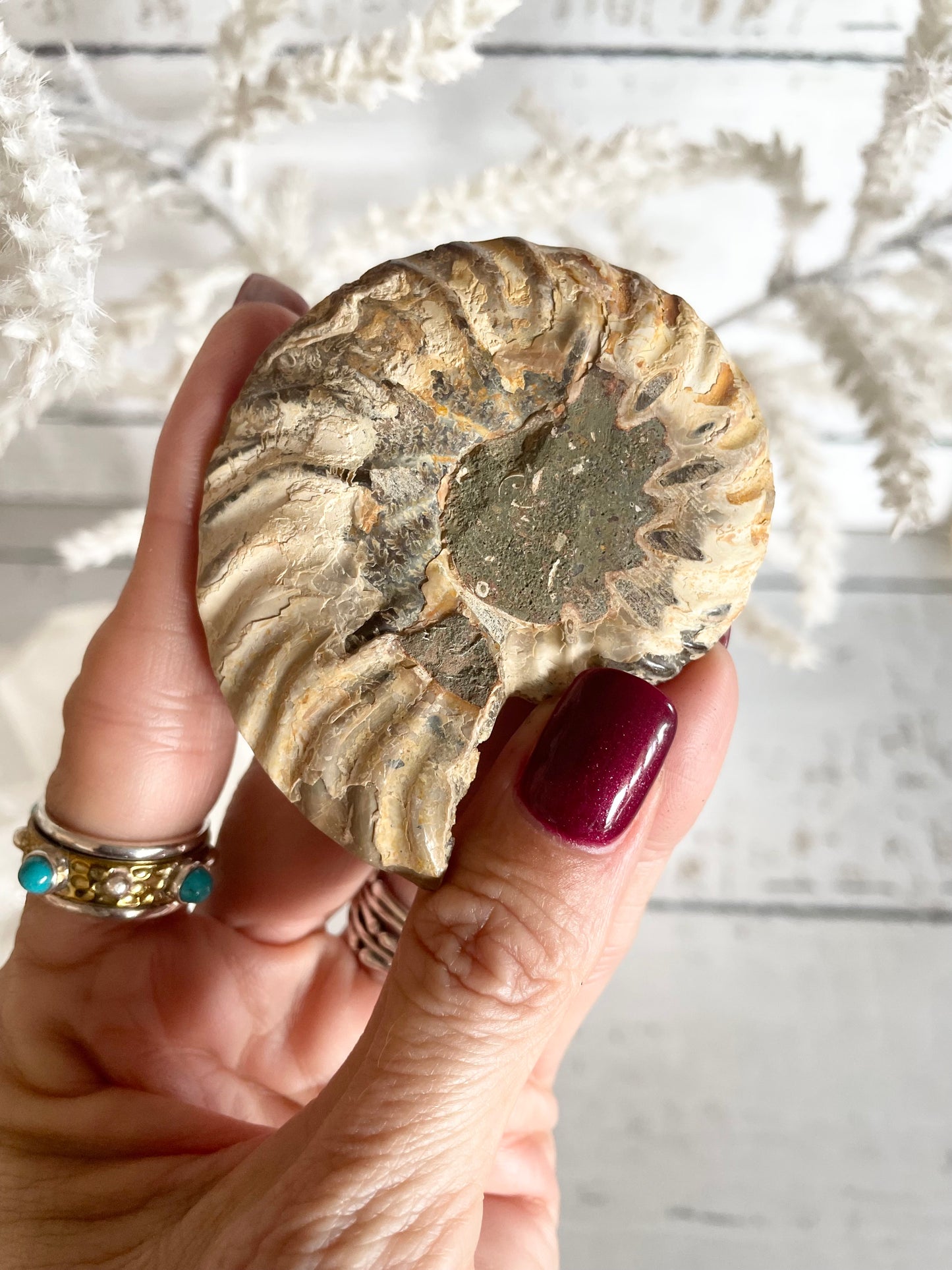 Ammonite Fossil