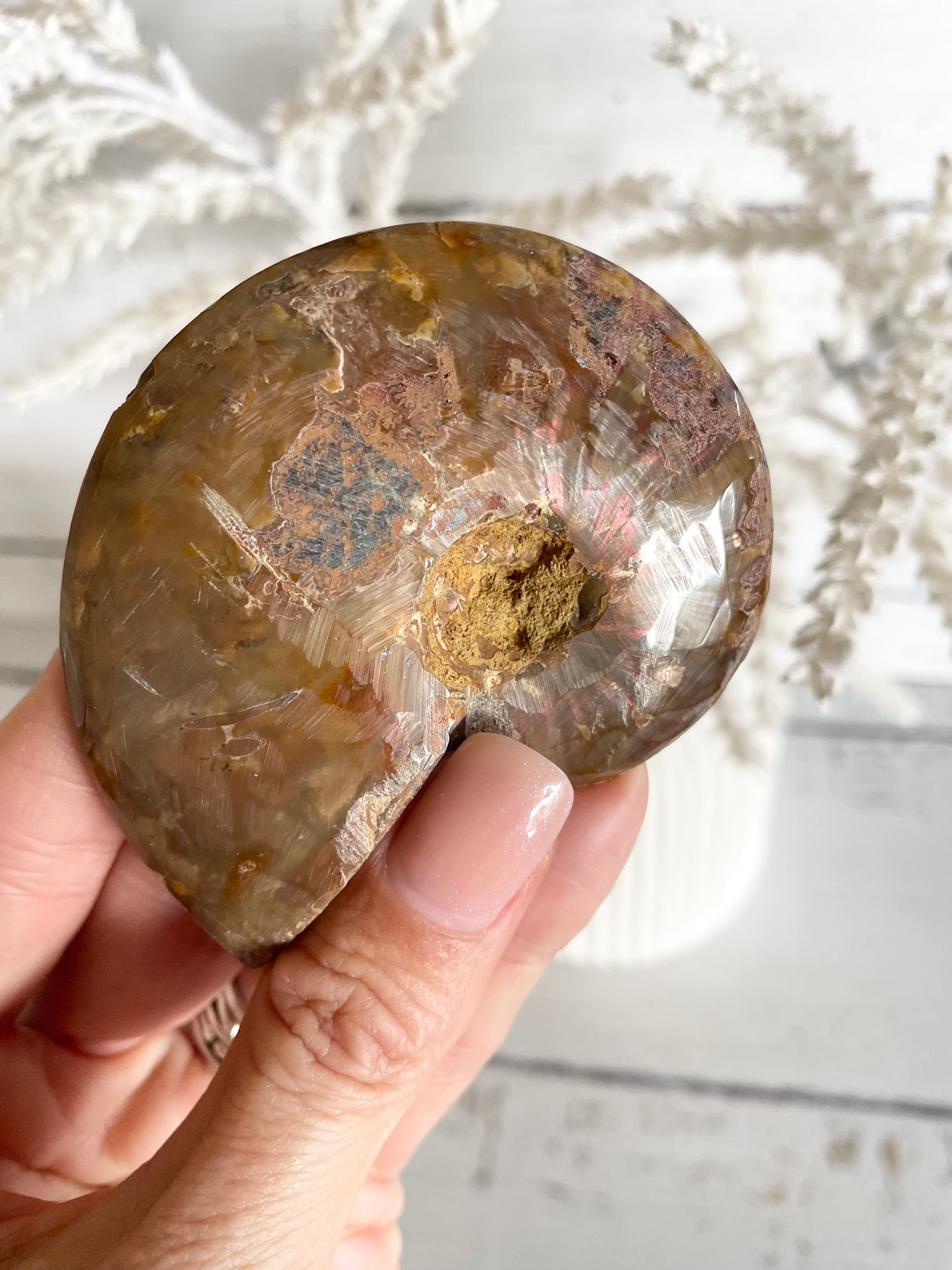 Ammonite Fossil