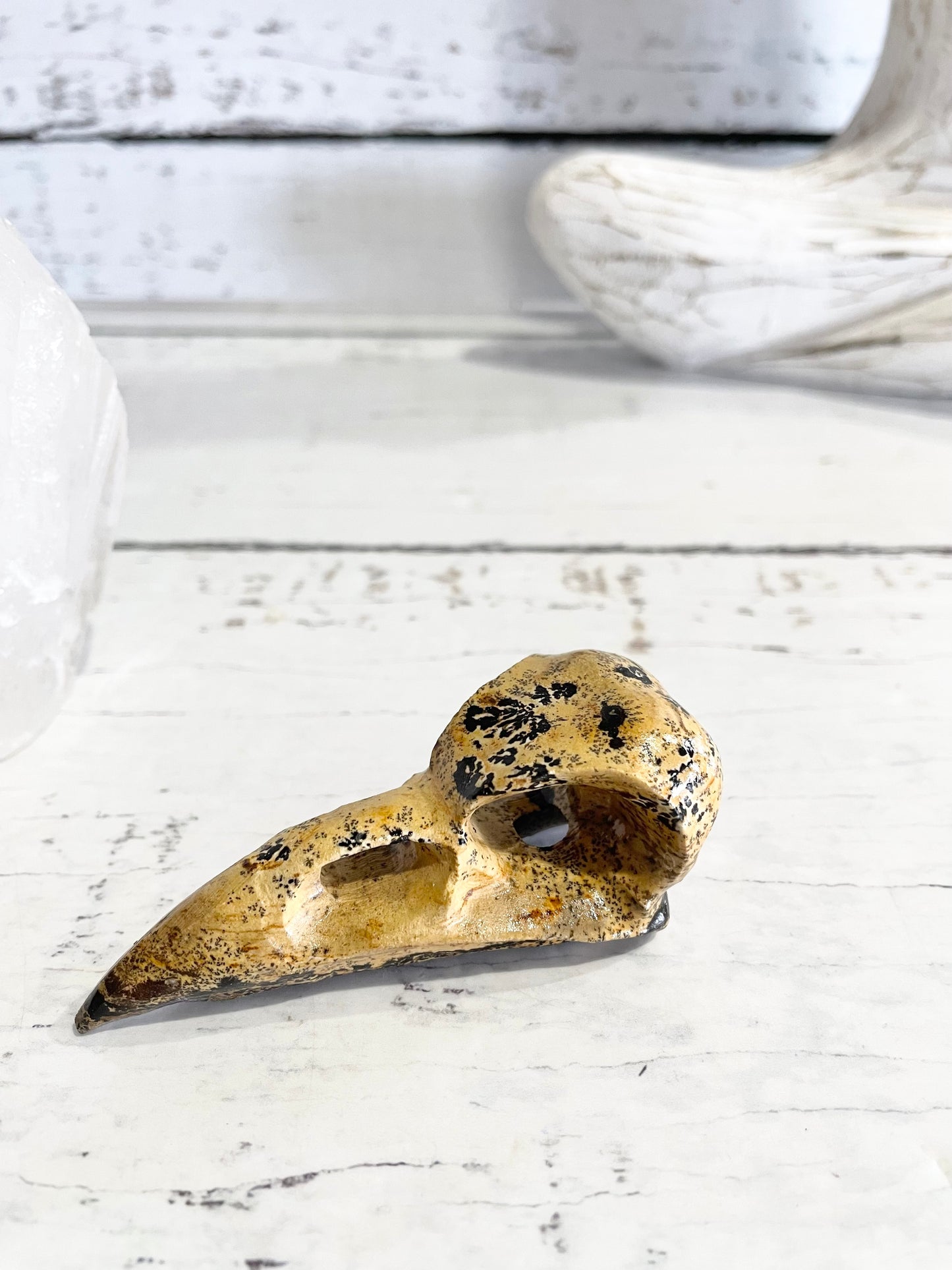Picture Jasper Raven Skull ~ 8