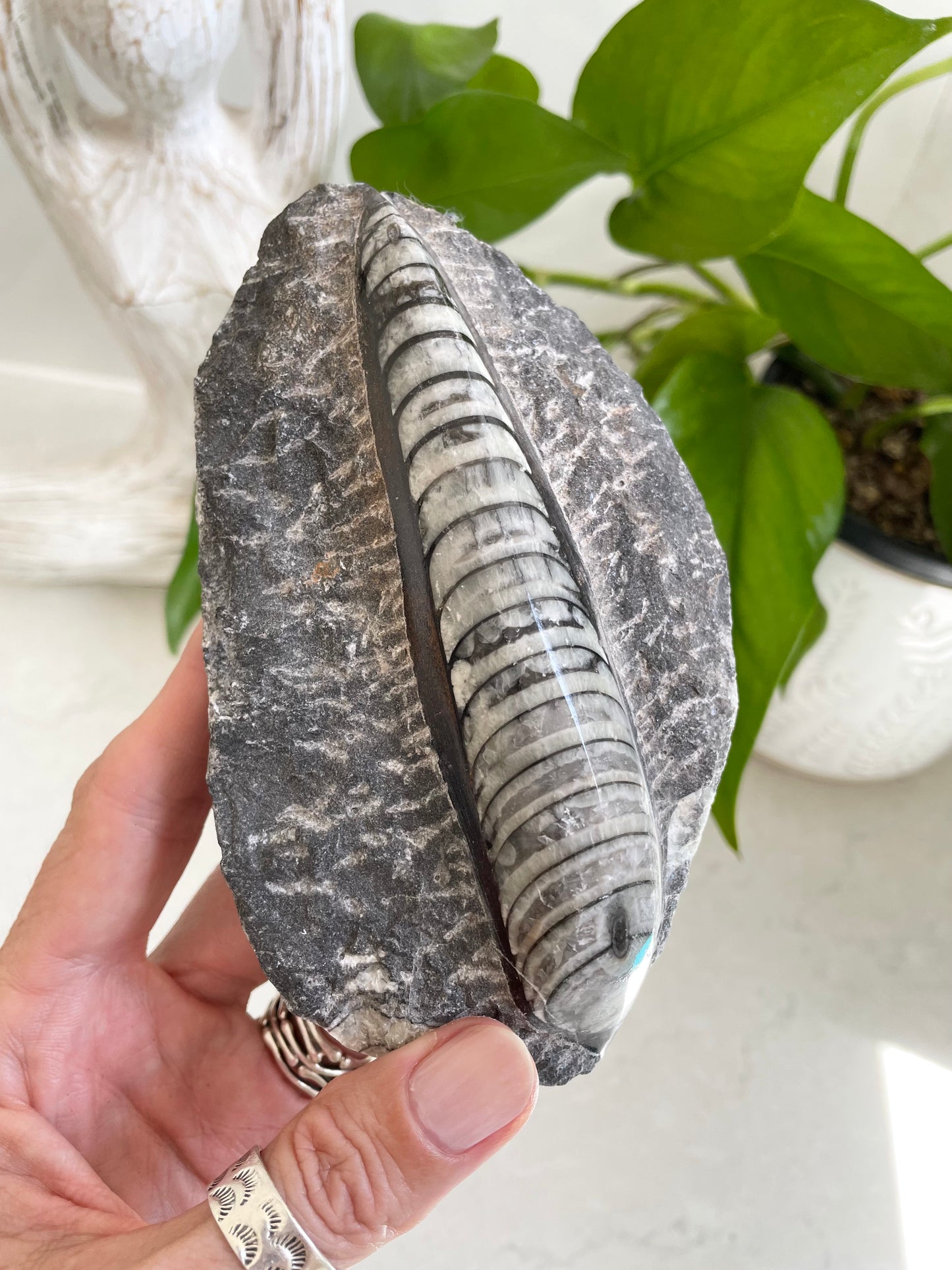 Orthoceras Fossil Plaque
