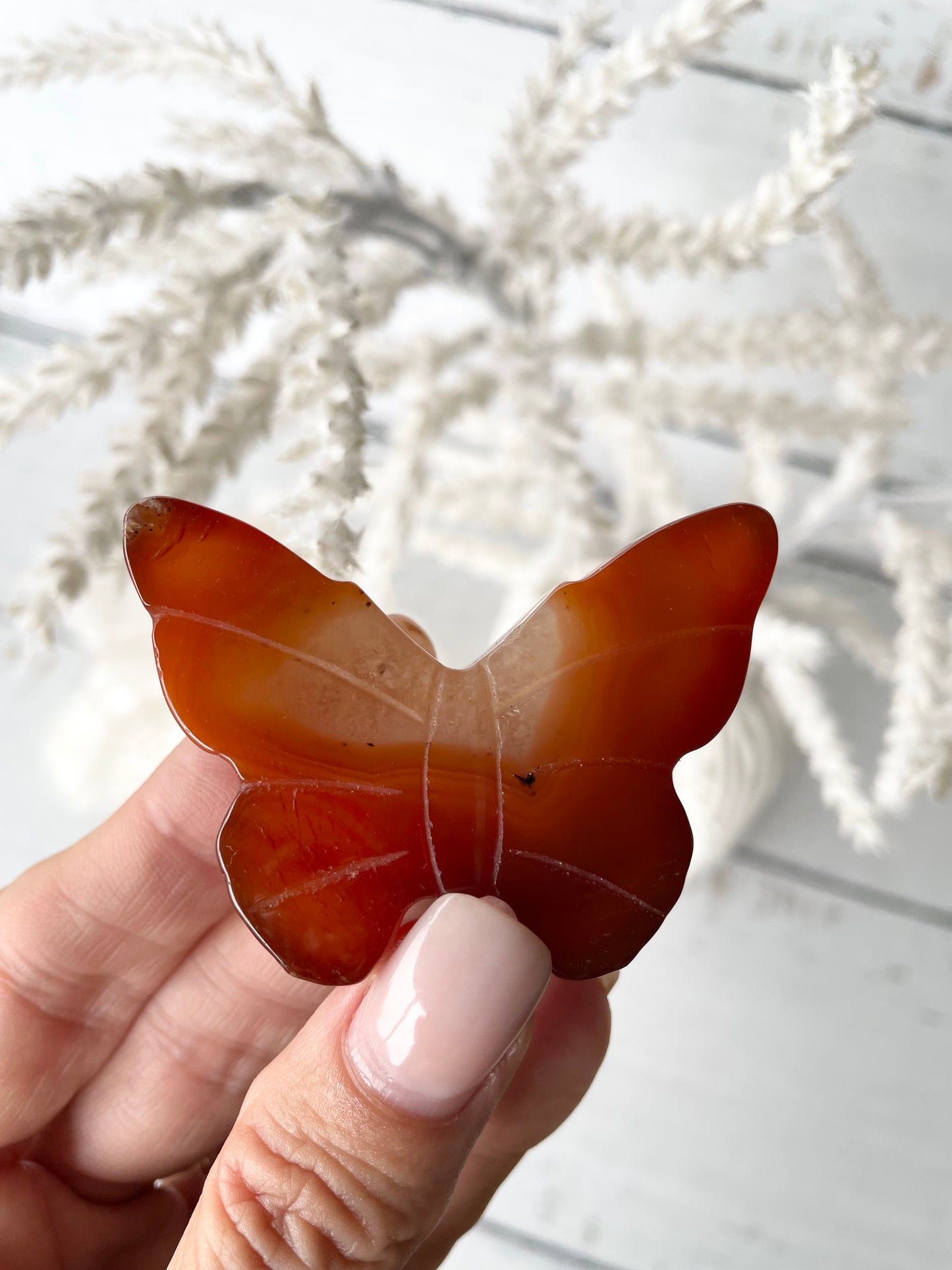 Carnelian Butterfly