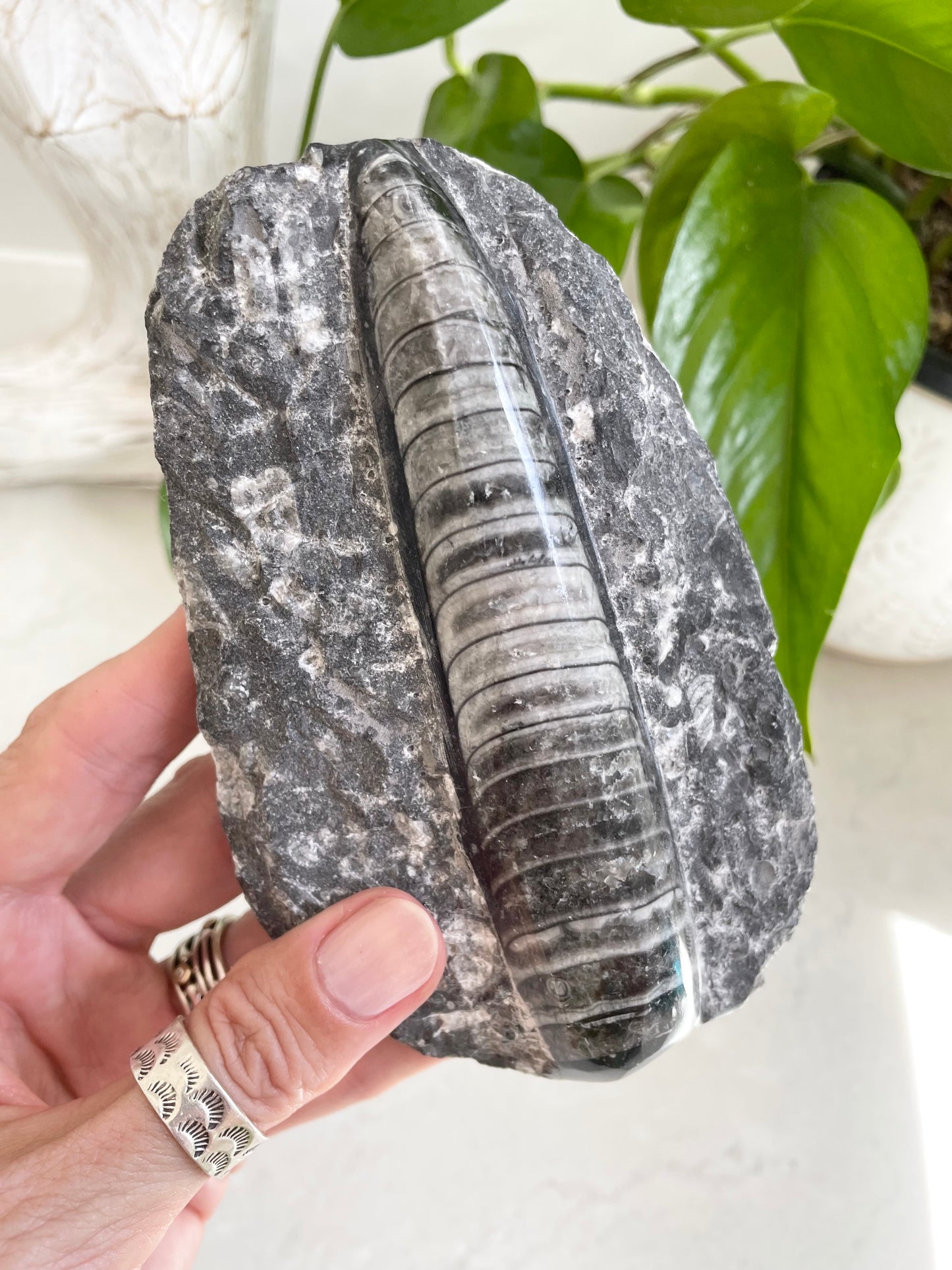 Orthoceras Fossil Plaque
