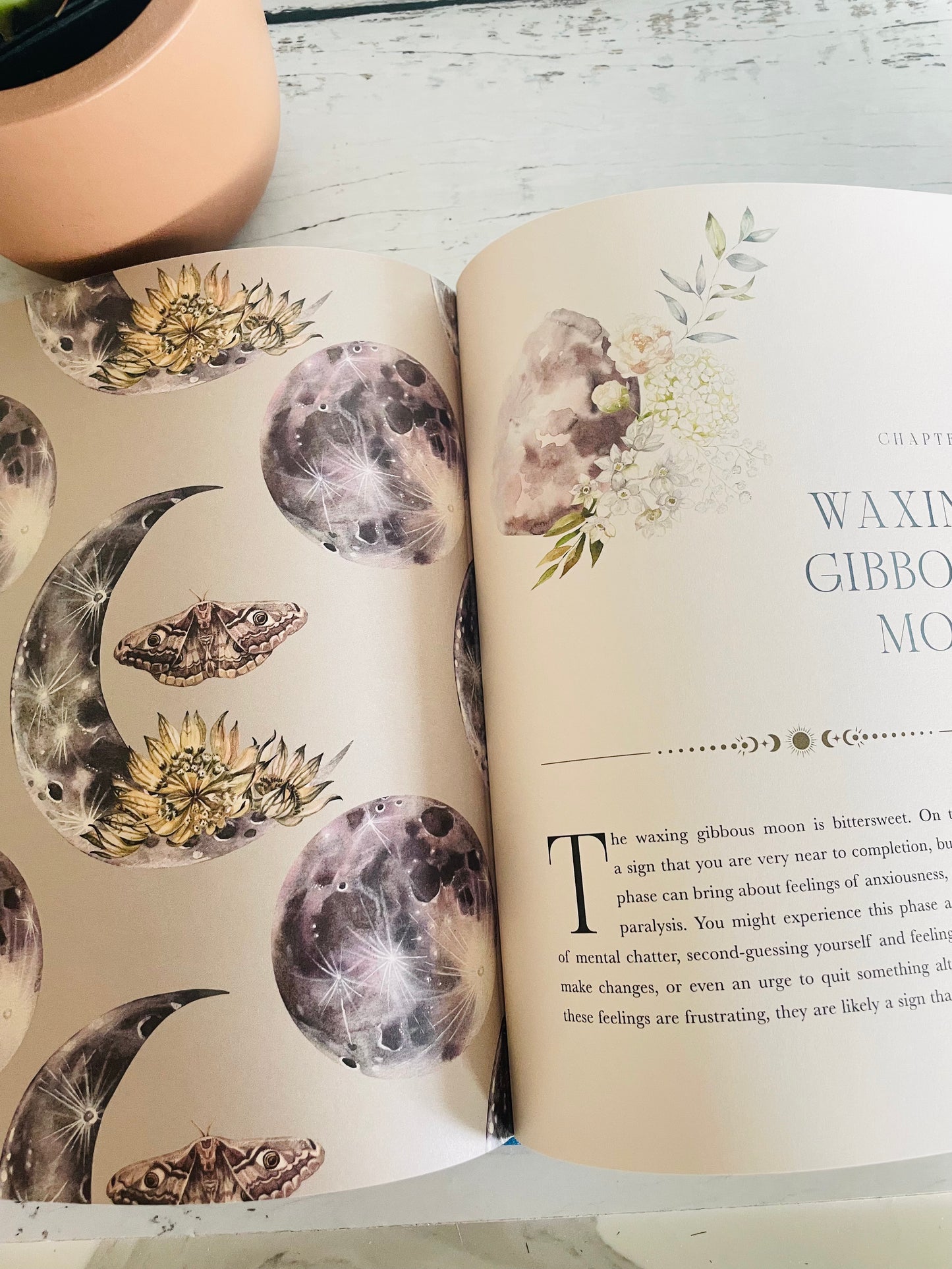 The Moon Apothecary
