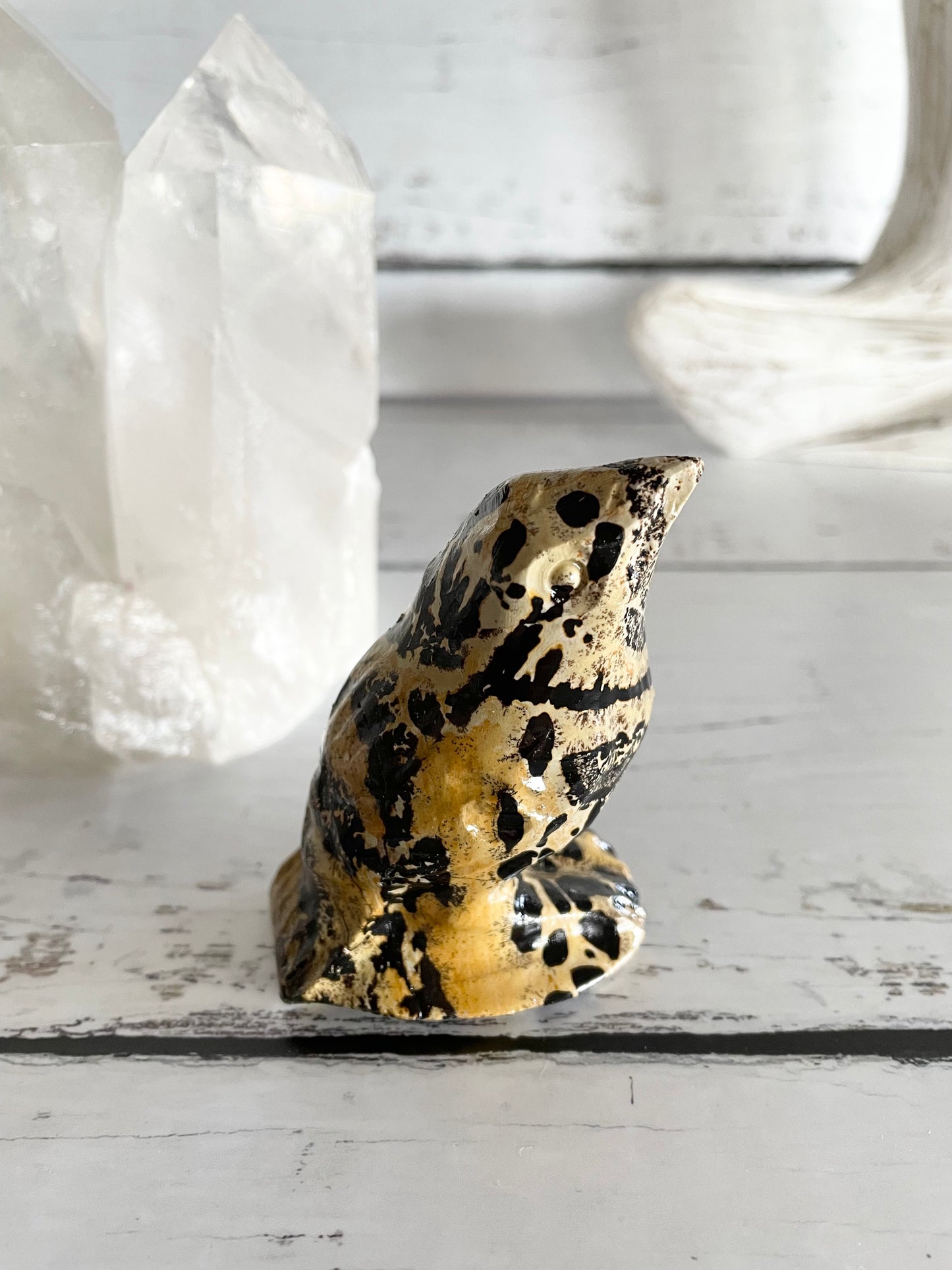 Picture Jasper Robin ~ 4