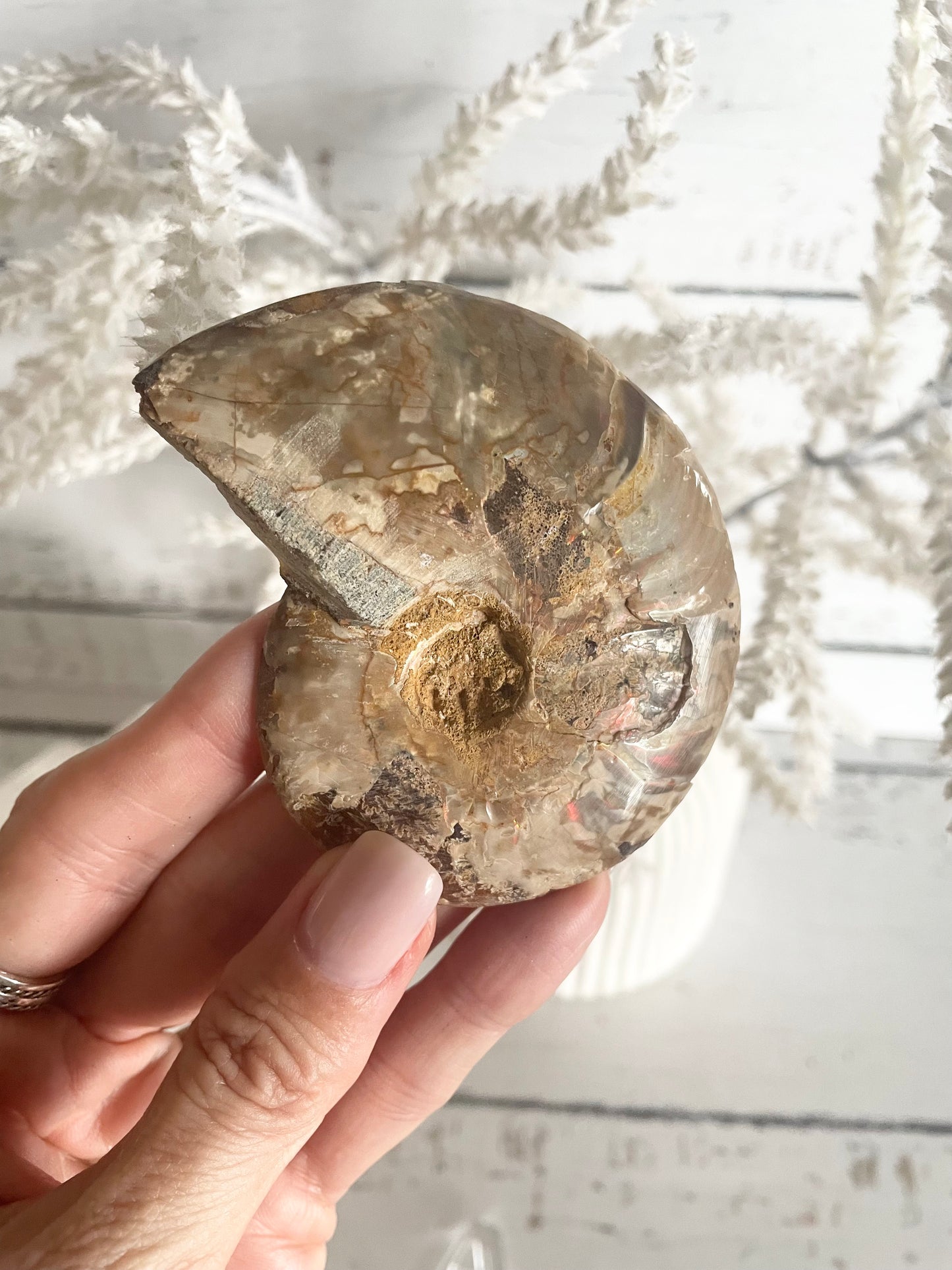 Ammonite Fossil