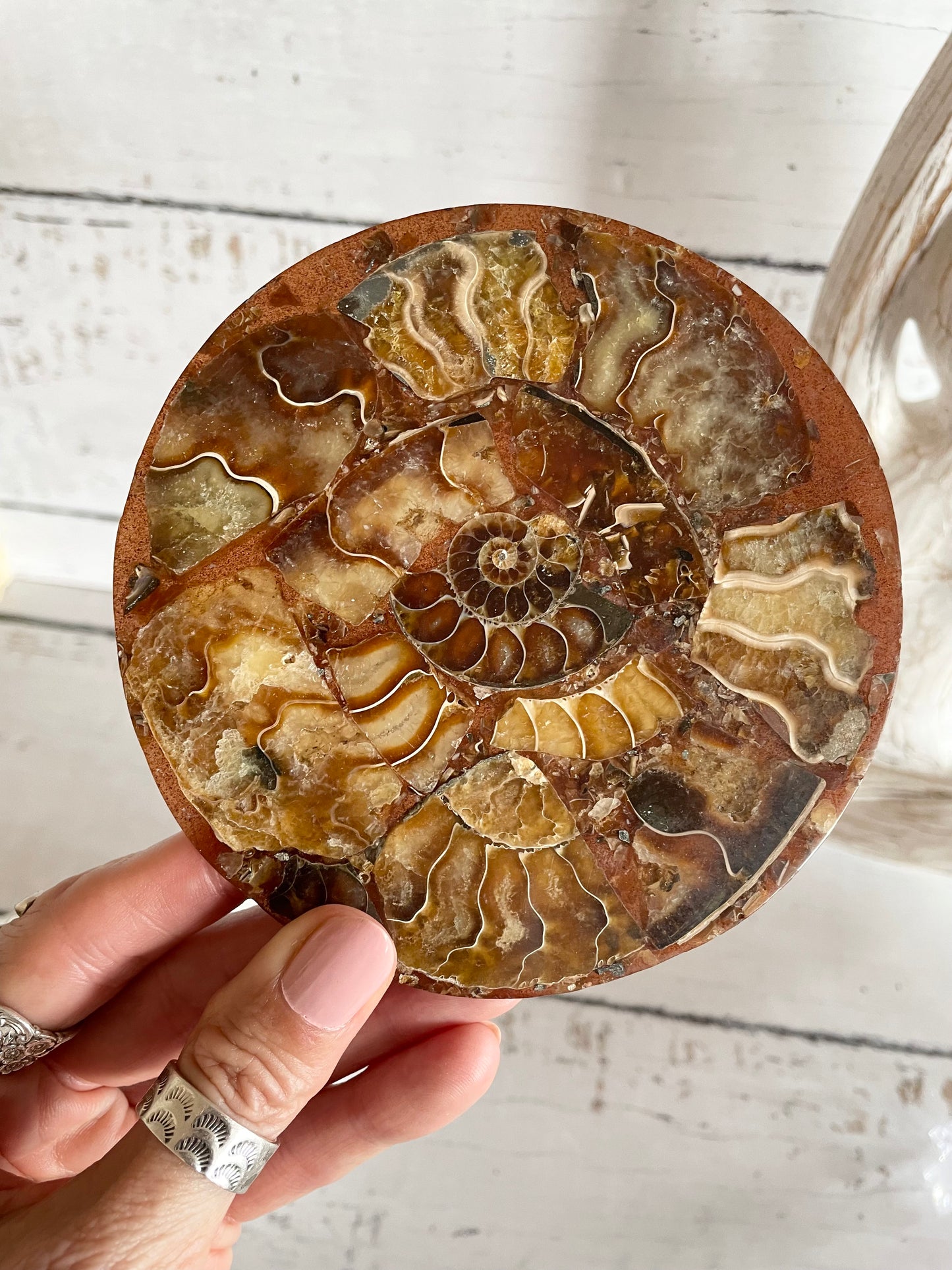 Ammonite Plate ~ 3