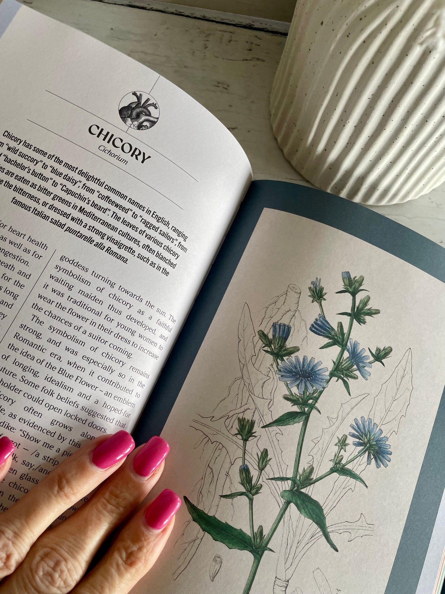 The Apothecary’s Garden