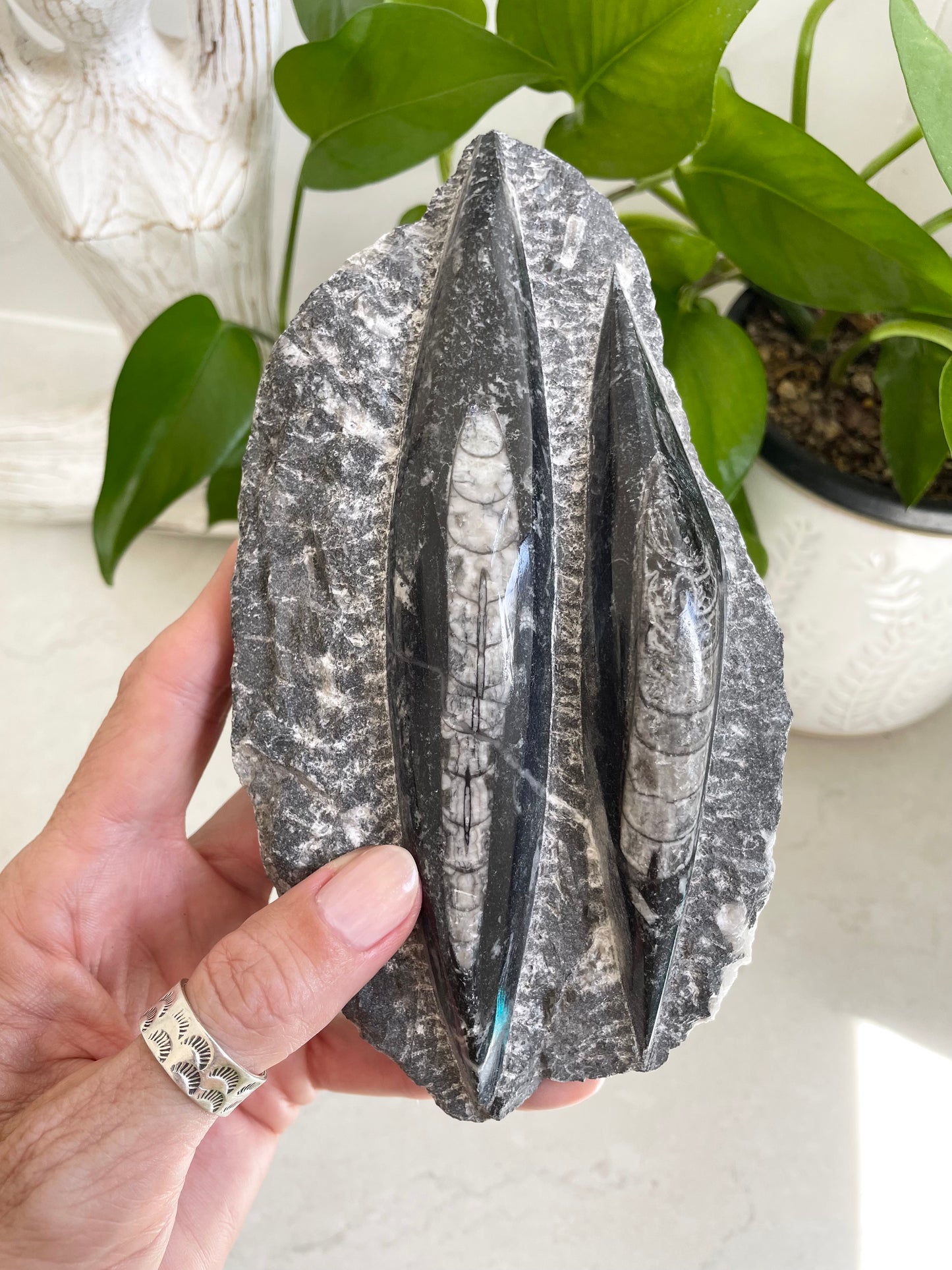 Orthoceras Fossil Plaque