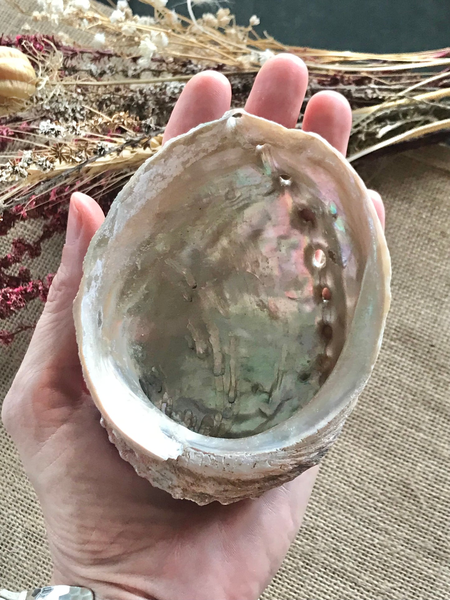 Abalone Shell Sacred White Sage Smudge ~ Set of 3