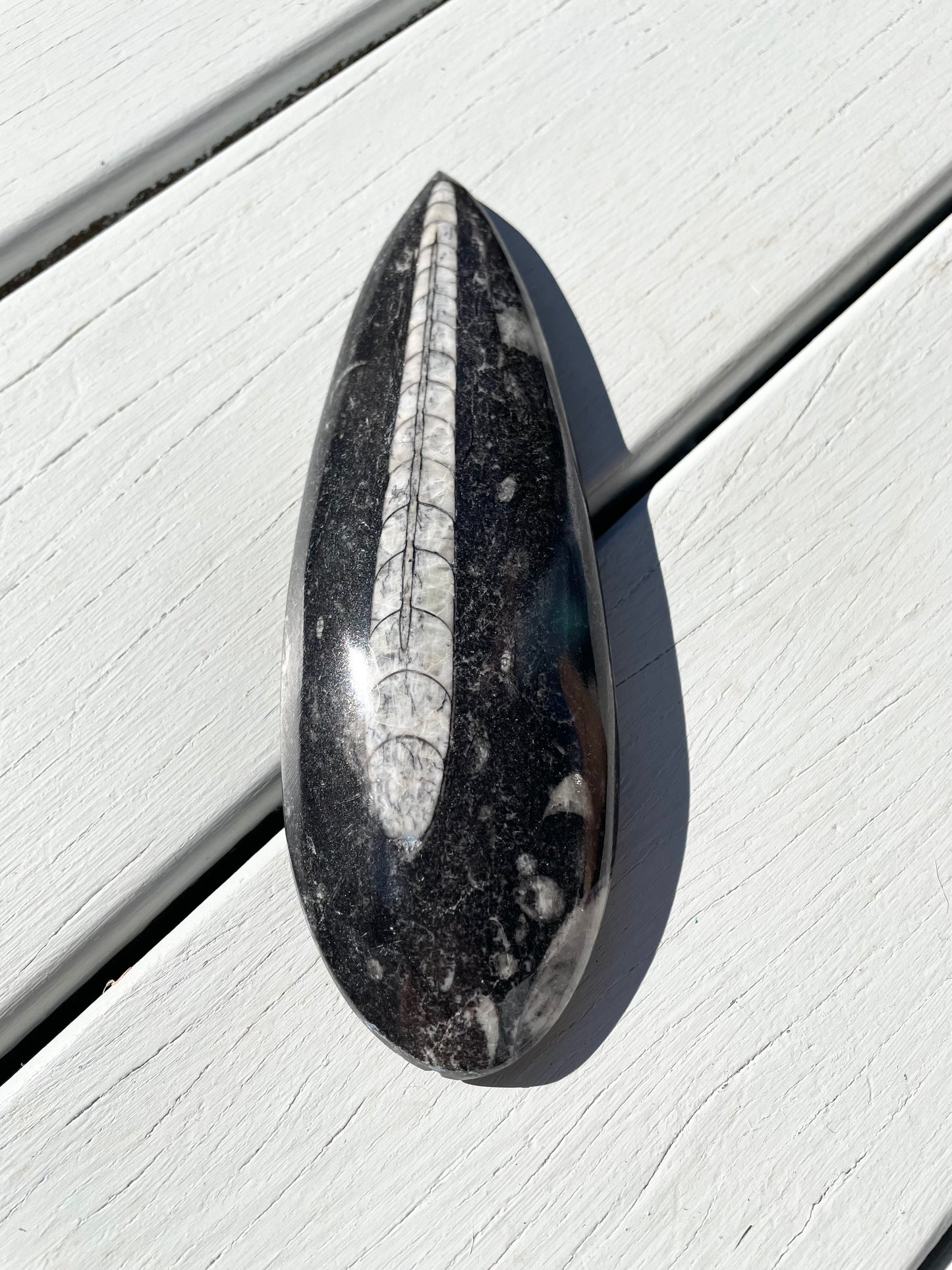 Orthoceras Fossil