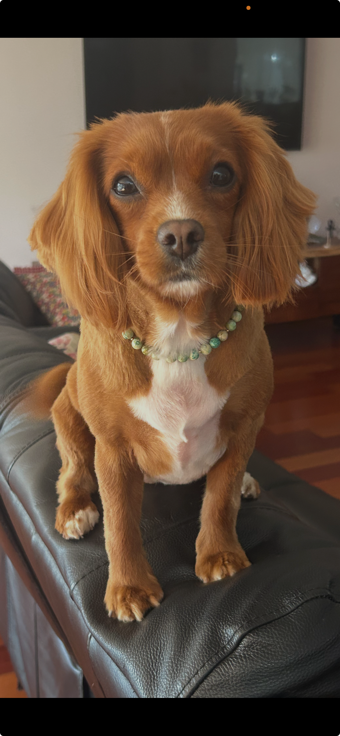 Custom Dog Crystal Healing Necklace